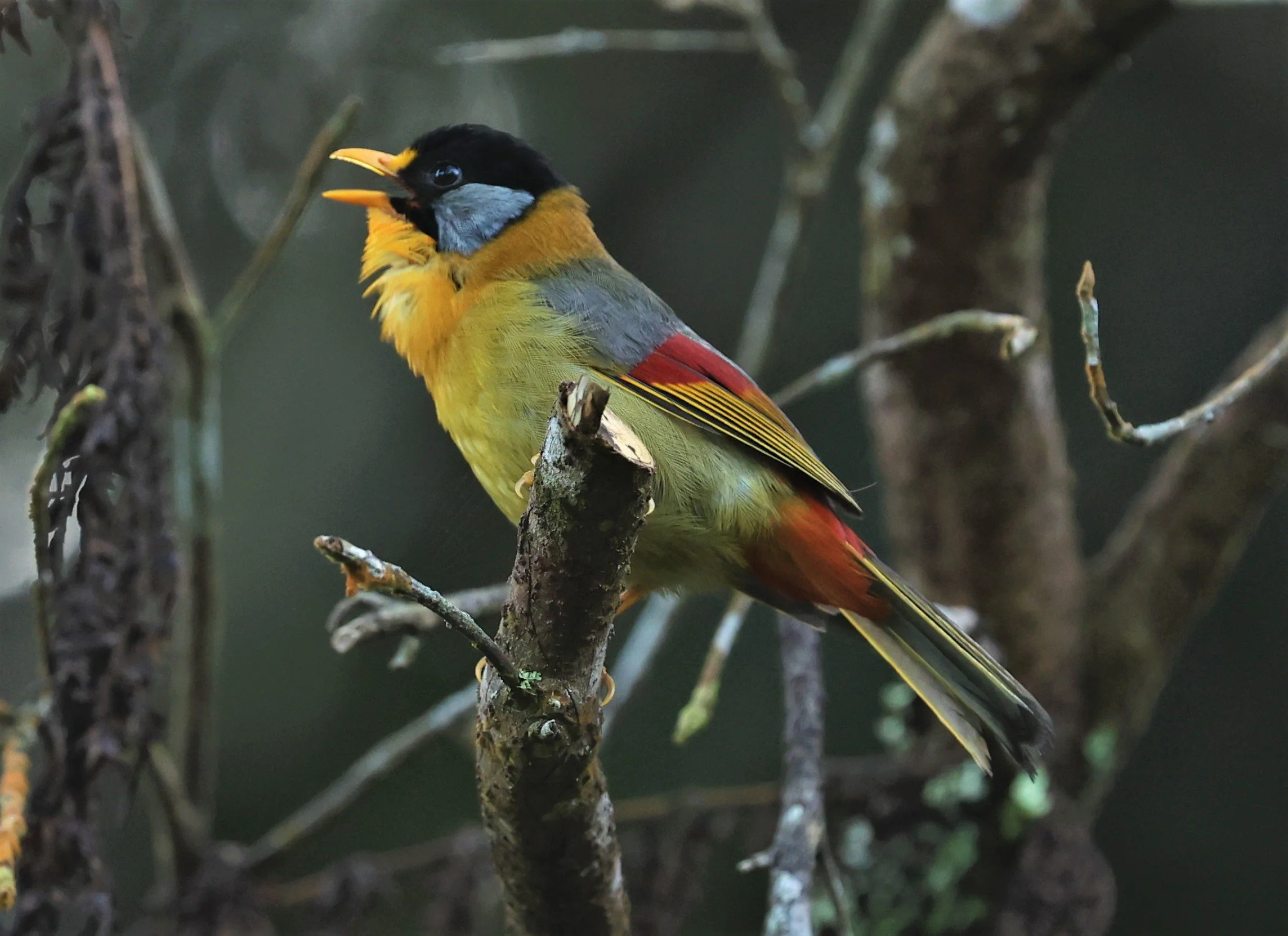 Leiothrix argentauris - SILVER-EARED MESIA - FRASER'S HILL, MALAYSIA JUNE 2022 (61).jpg