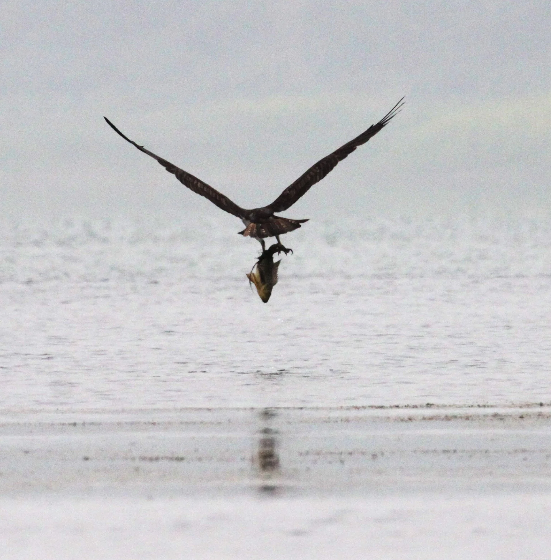 Pandion haliaetus - OSPREY - CHAMBAL RIVER SANCTUARY INDIA (8).JPG