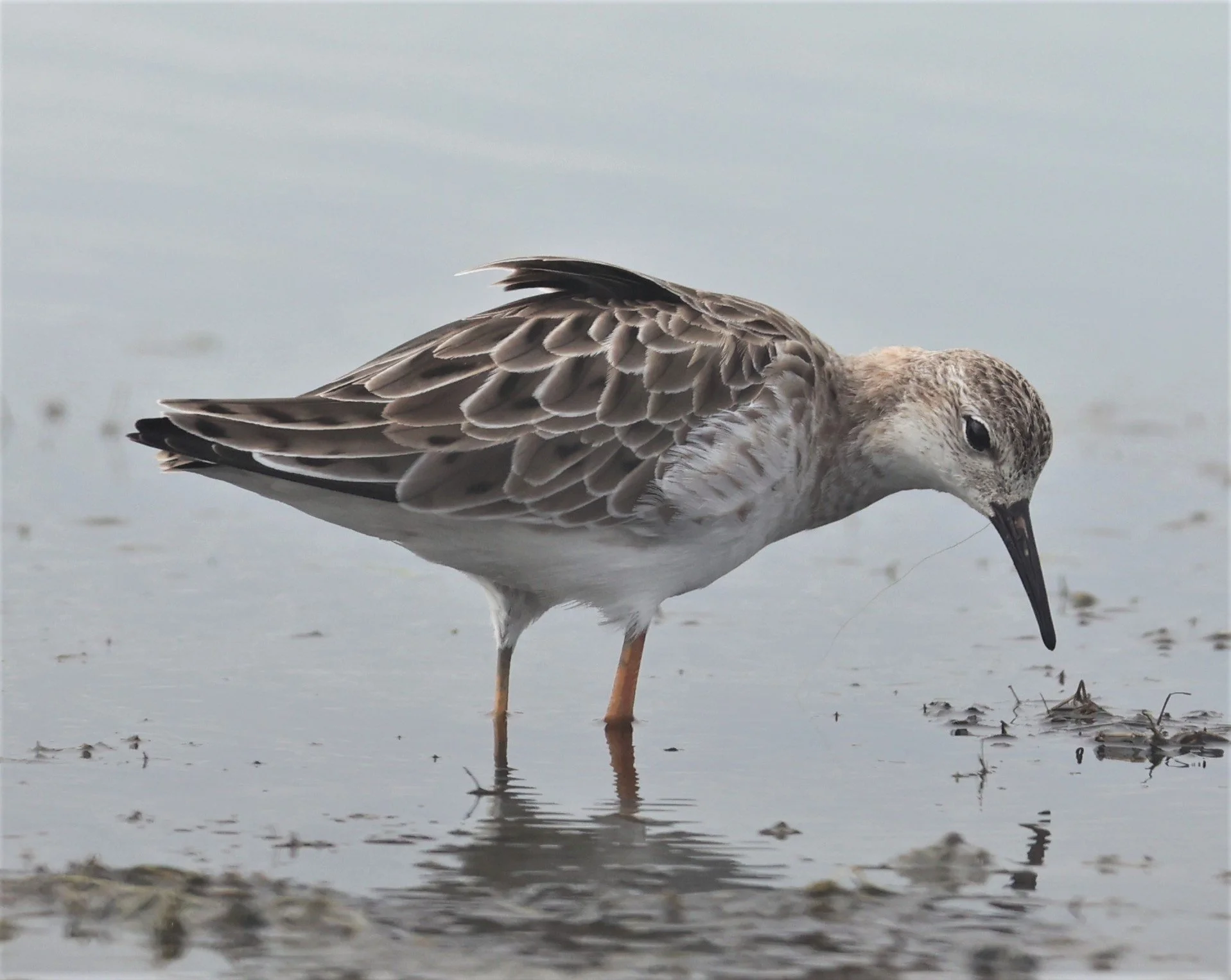 RUFF - Philomachus pugnax - CHACHOENGSAO  BANG PAKONG SALT PANS 14 NOV 2021 (22).jpg