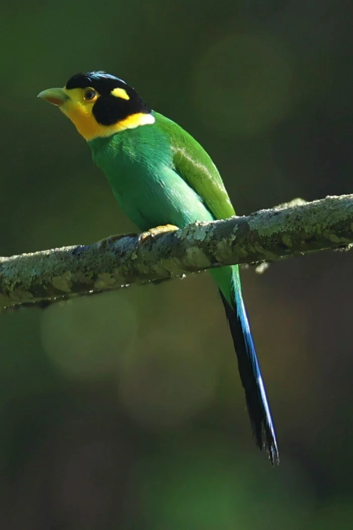 Long-tailed Broadbill (Psarisomus dalhousiae)