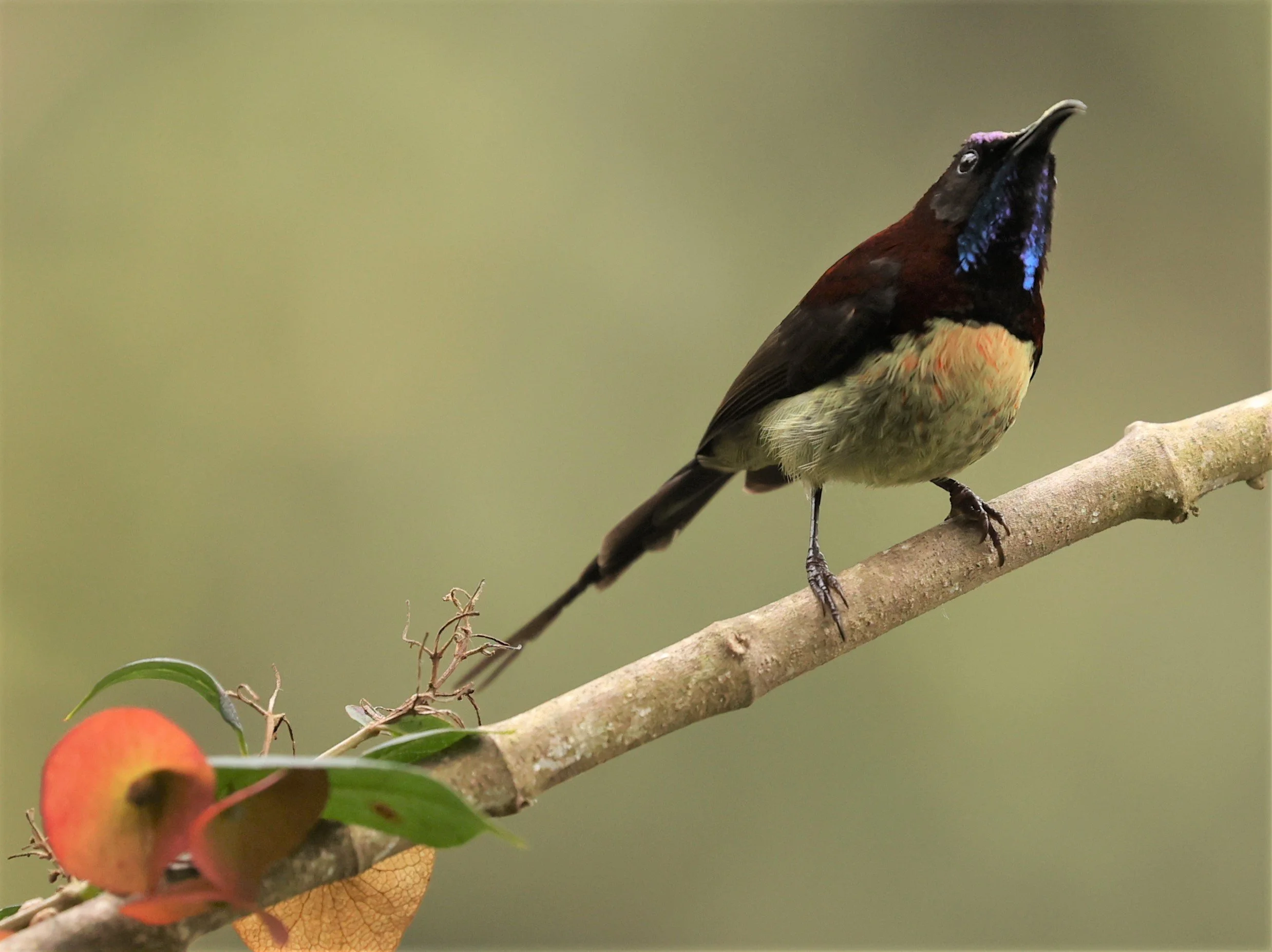 SUNBIRD - BLACK-THROATED SUNBIRD - Aethopyga saturata - DOI INTHANON NP CHIANG MAI, DEC 2021 (34).jpg