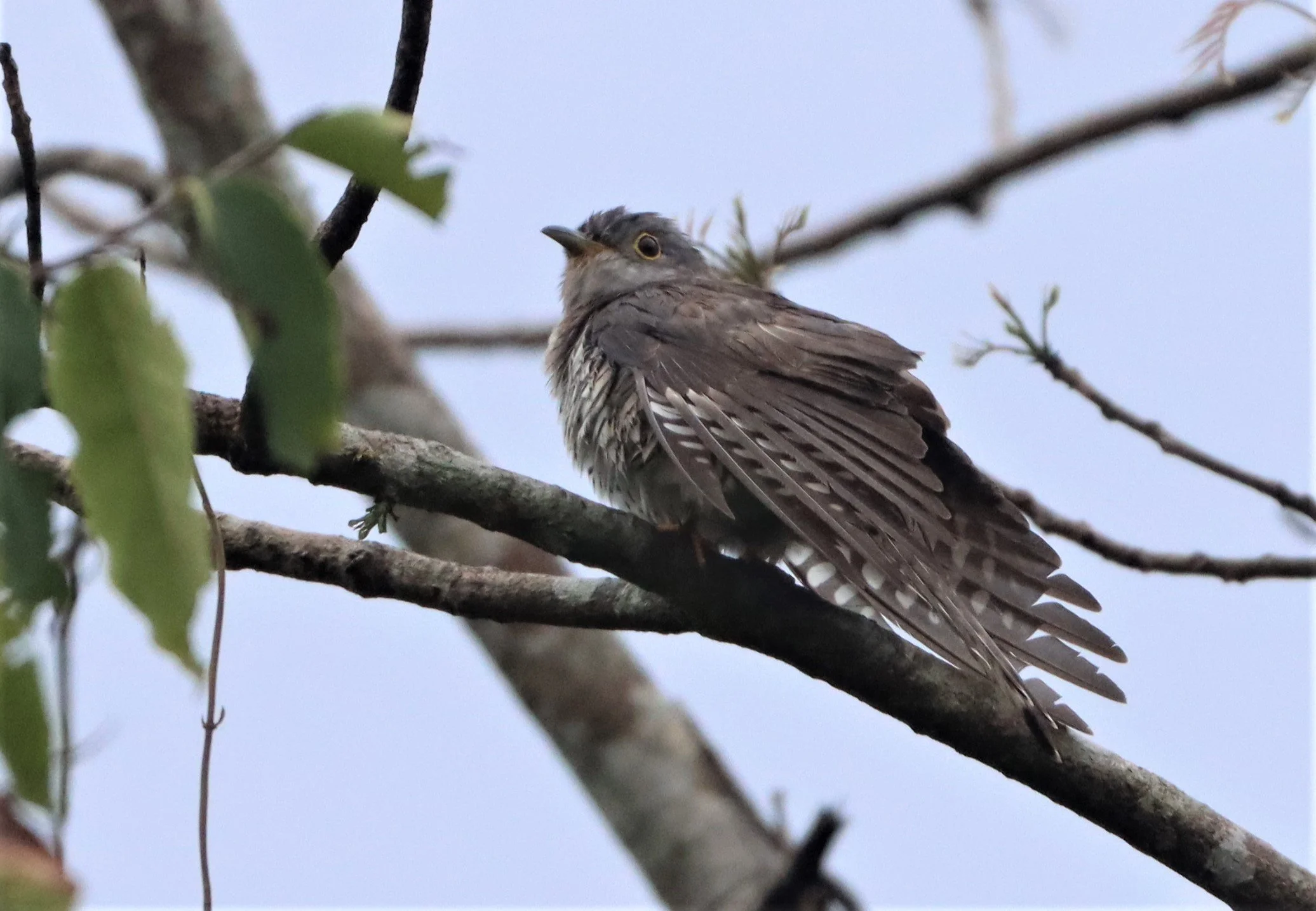 Indian Cuckoo (Cuculus micropterus) Kaeng Krachan NP Thailand (6).jpg