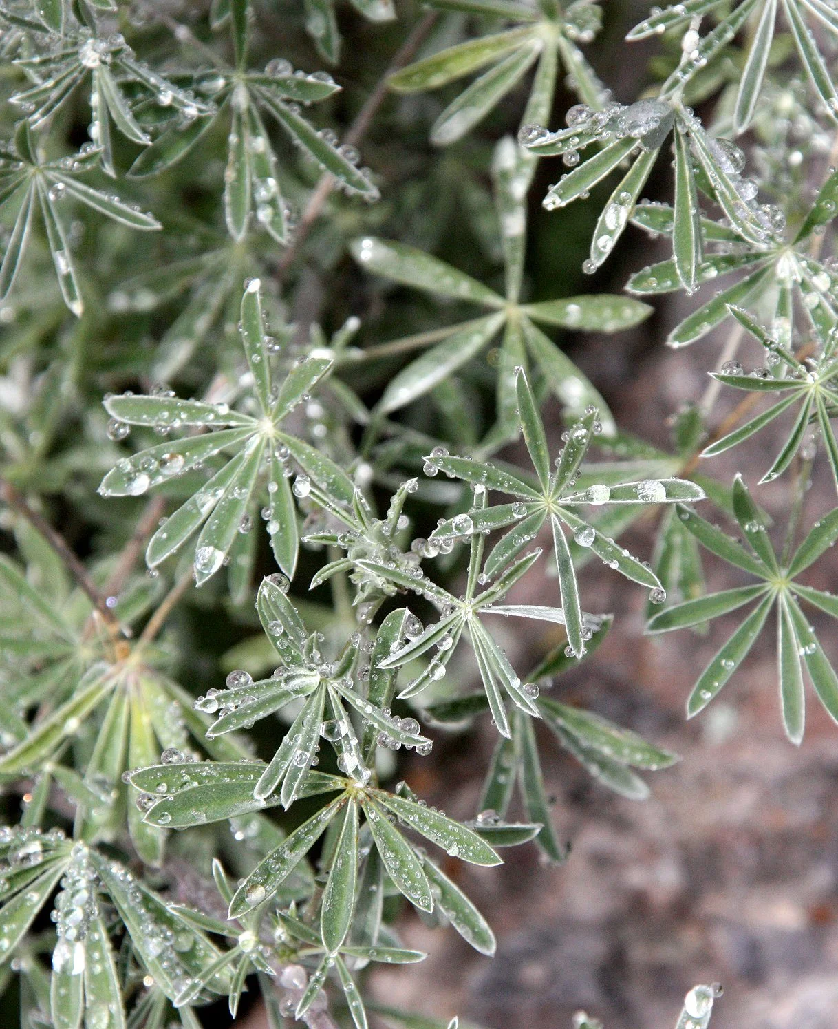 FABACEAE - LUPINUS SPECIES - LUPINE - PINNACLES NATIONAL MONUMENT CALIFORNIA (4).JPG