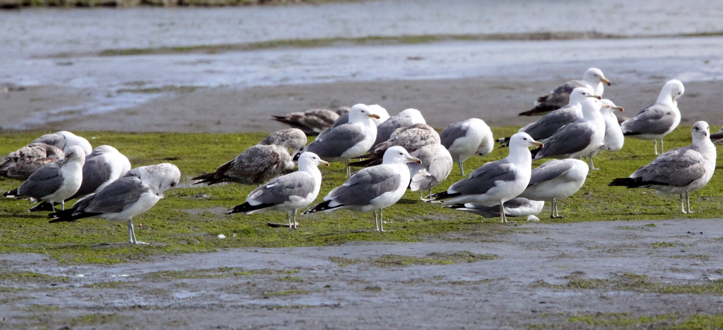 BIRD - GULL - CALIFORNIA GULLS - ELK HORN SLOUGH RESERVE CALIFORNIA.JPG