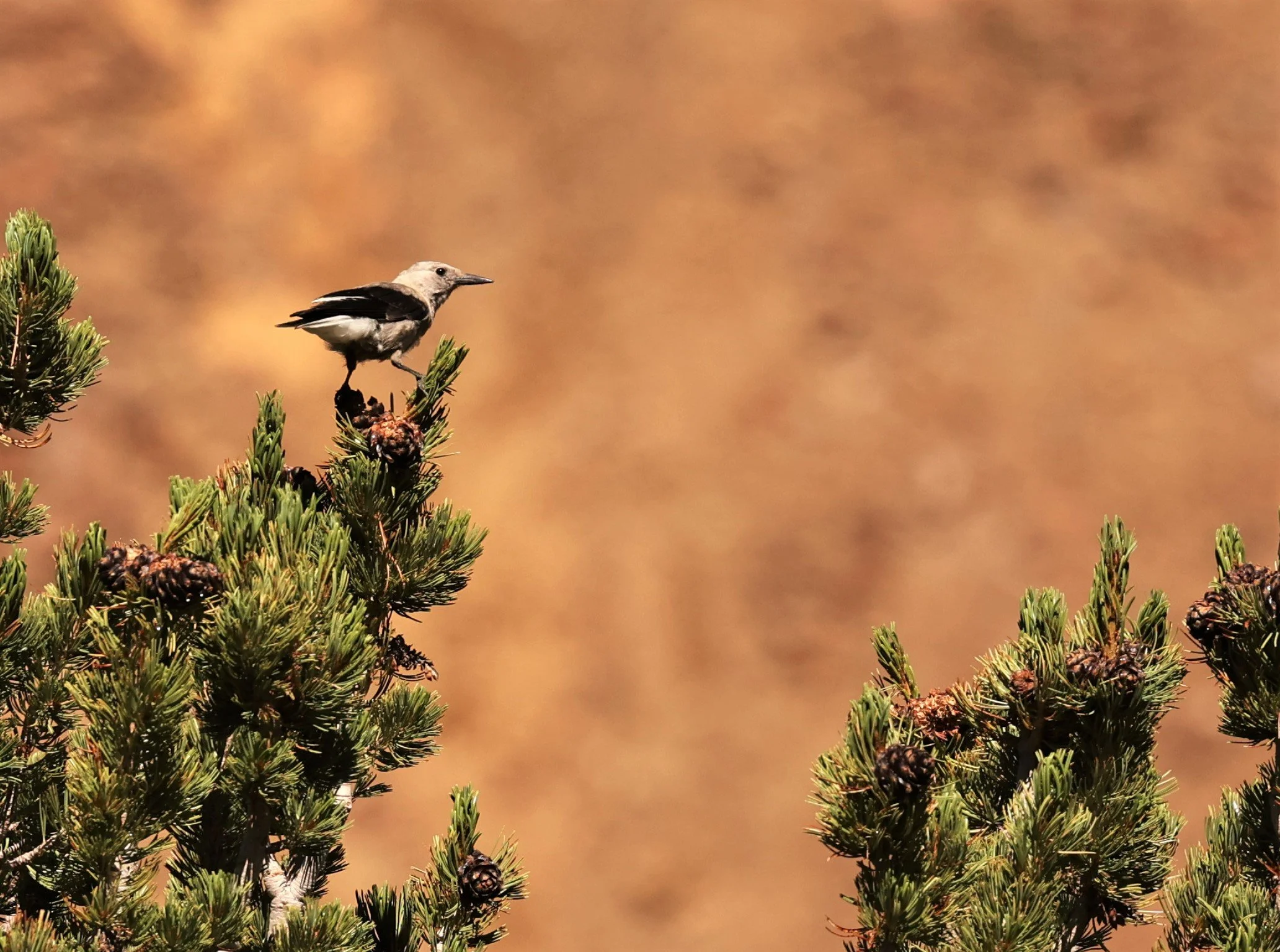 Nucifraga columbiana - CLARK'S NUTCRACKER - SADDLEBAG LAKE, OUTSIDE OF YOSEMITE EAST ENTRANCE CALIFORNIA (3).jpg