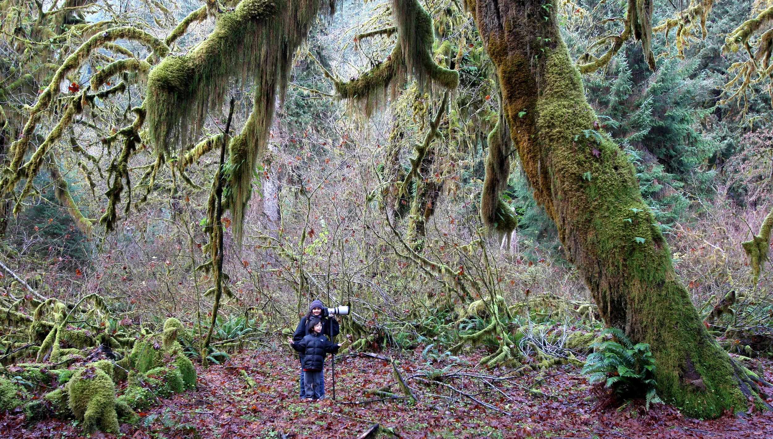 HOH RAINFOREST WA (37).JPG