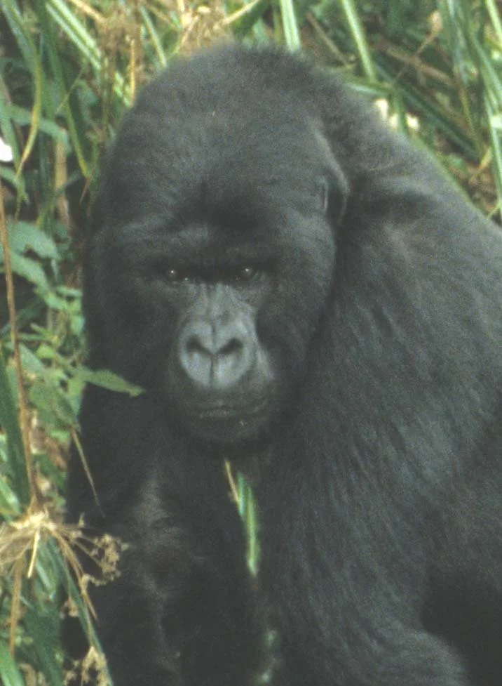 PRIMATE - GORILLA-RWANDA PARC DU VULCANS (14).jpg