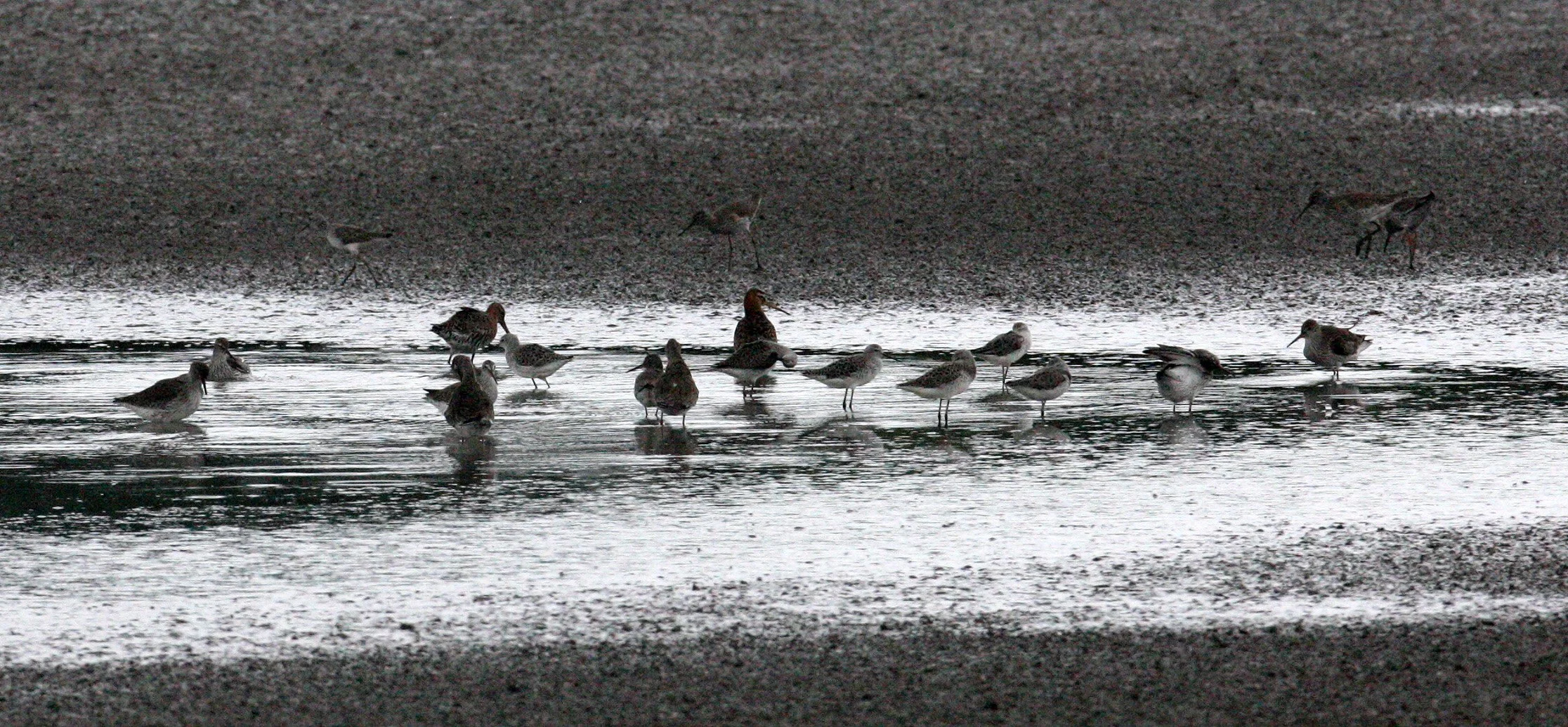 BIRD - GREENSHANK - COMMON GREENSHANK WITH BLACK-TAILED GODWIT AND SPOTTED REDSHANK - MAI PO WETLANDS HONG KONG (2).JPG
