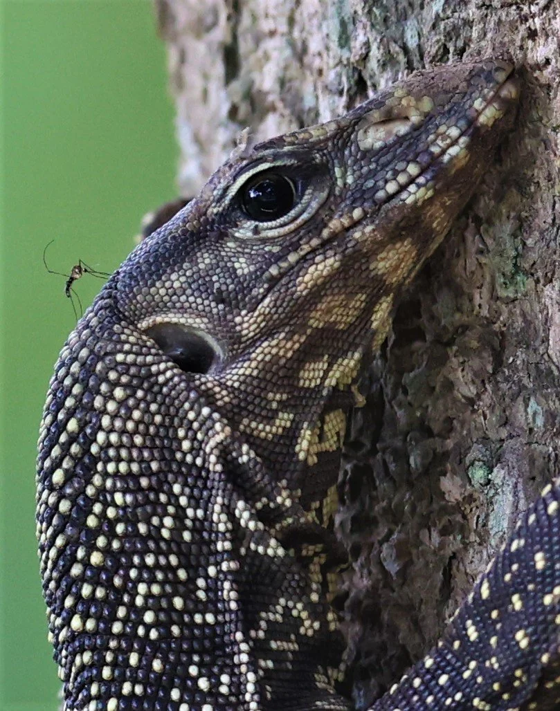 Clouded Monitor (Varanus nebulosus)