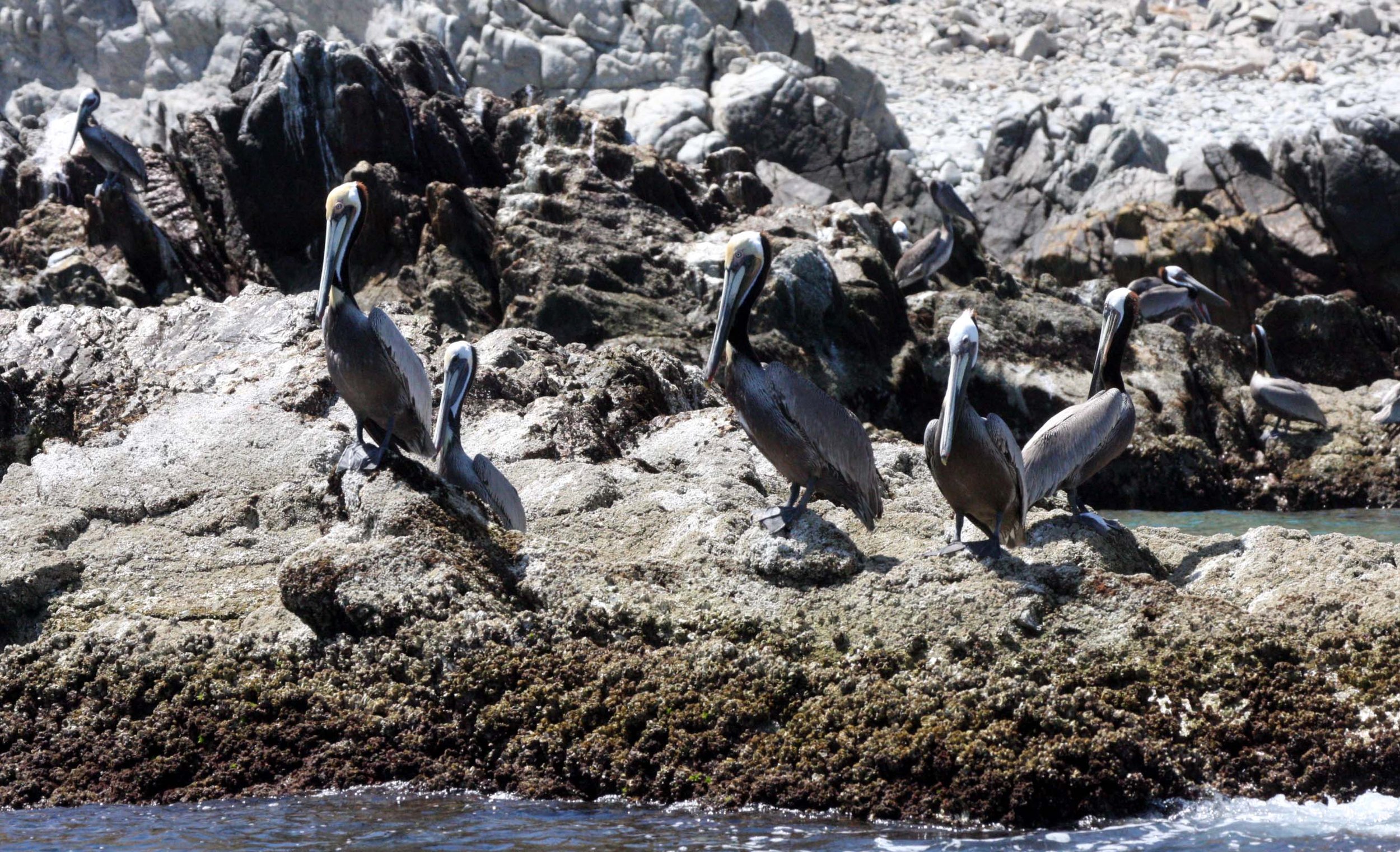 Pelecanus occidentalis - BROWN PELICAN - ISLA CATALINA MEXICO BAJA (1).JPG