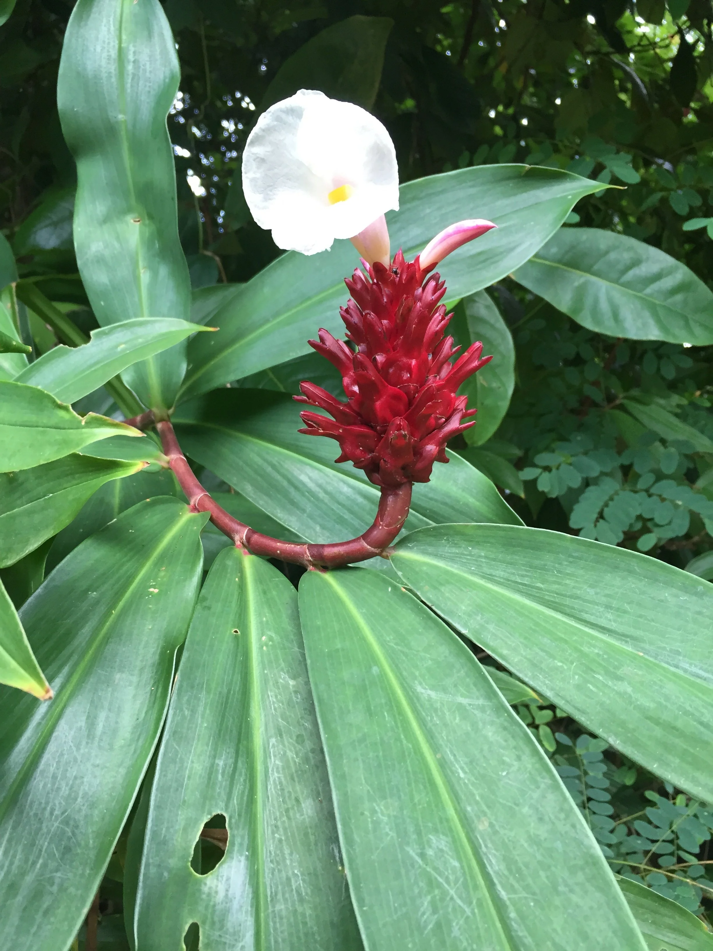 2016 Koh Lanta TheOtherSideVillas - Nature at our Home (112).jpg