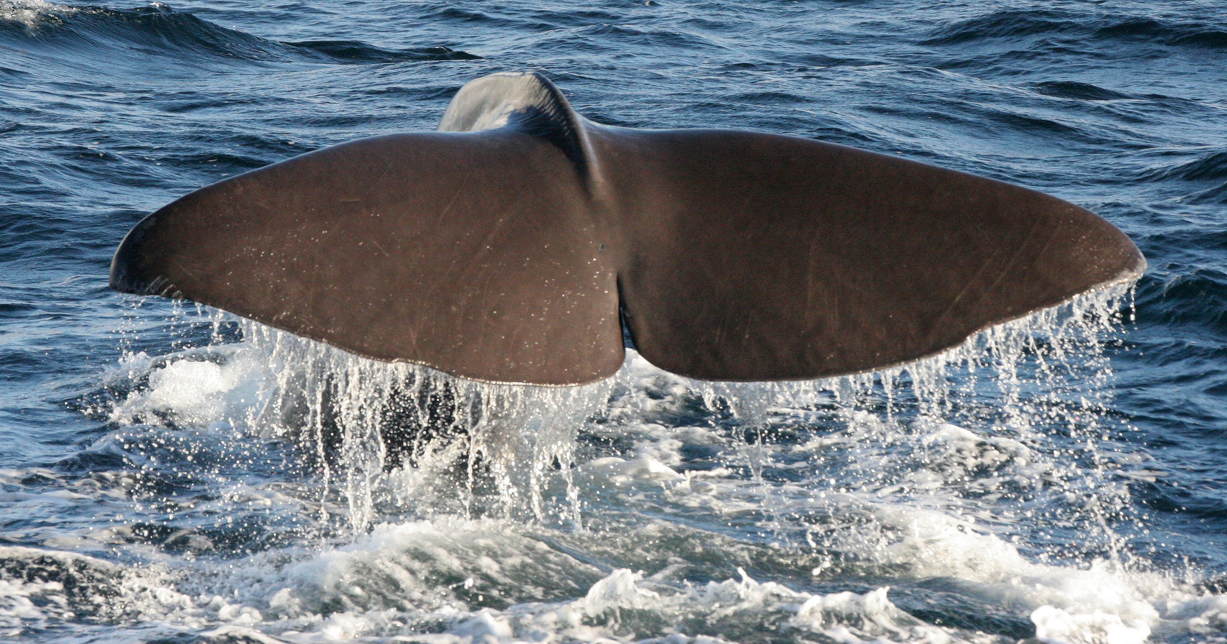 CETACEAN - WHALE - SPERM WHALE OFF COAST OF TROMSO NORWAY (193).jpg