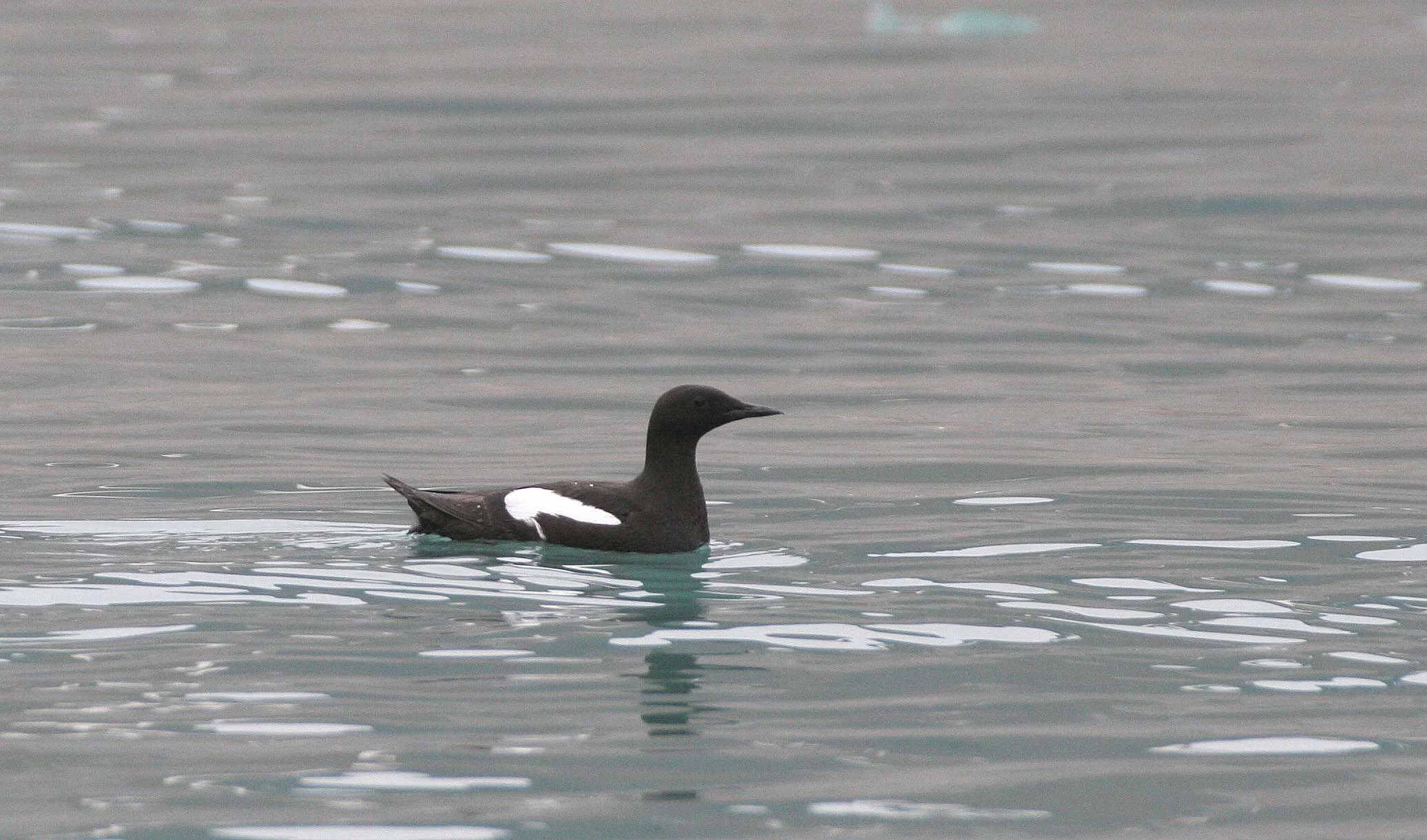 Cepphus grylle mandtii - BLACK GUILLEMOT - SVALBARD (6).jpg