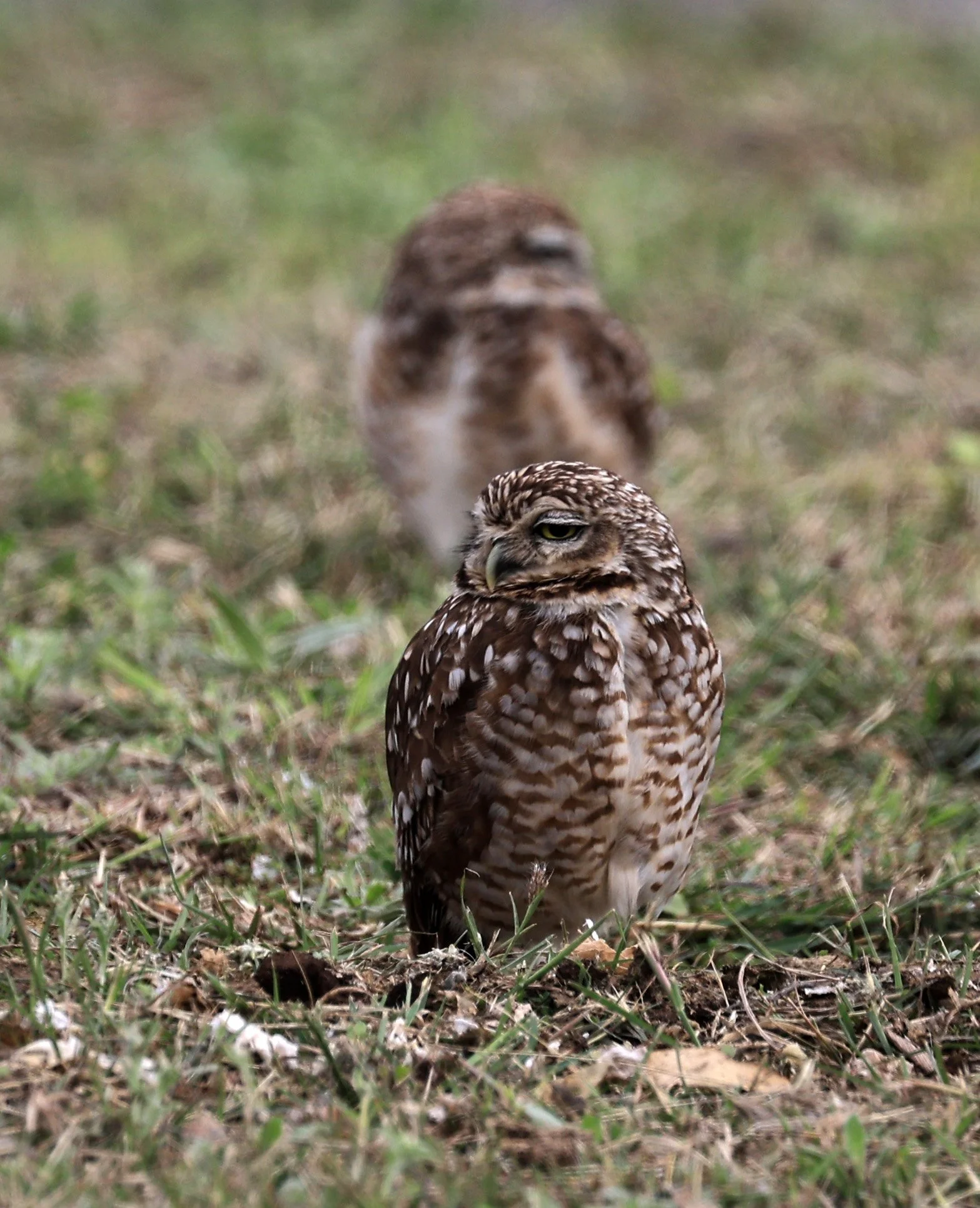 Burrowing Owl (Athene cunicularia) Aurora Chaquena near Neuland Mennonite Colony Paraguay (19).jpg