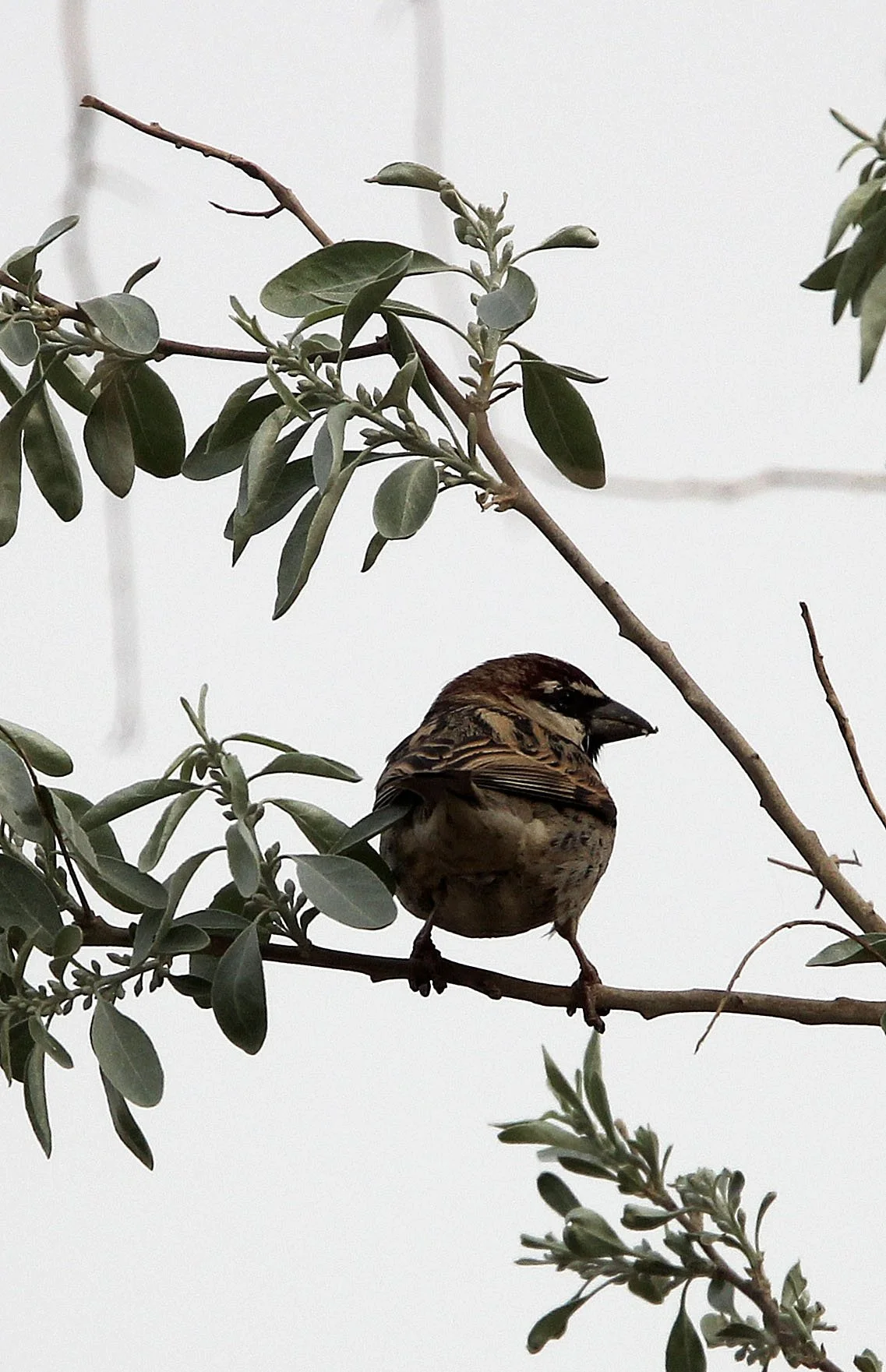 Spanish Sparrow (Passer hispaniolensis) Turpan Xinjiang China (2).JPG