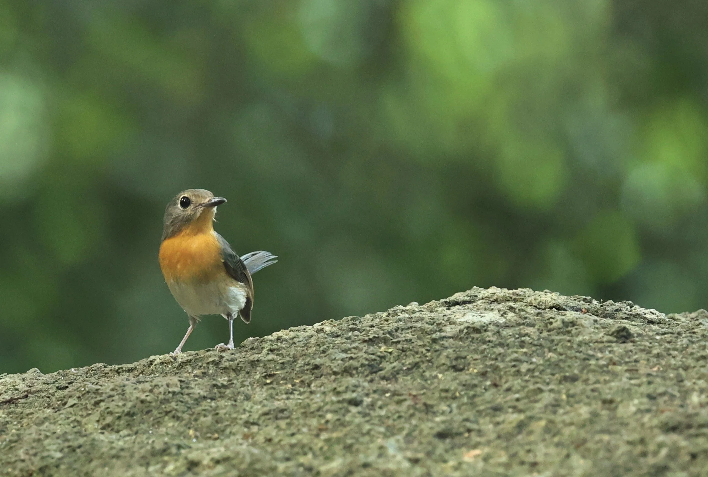 FLYCATCHER - INDOCHINESE BLUE-FLYCATCHER - Cyornis sumatrensis - WAT THAM PRATHUM CHONBURI OCT 2022 (6).jpg