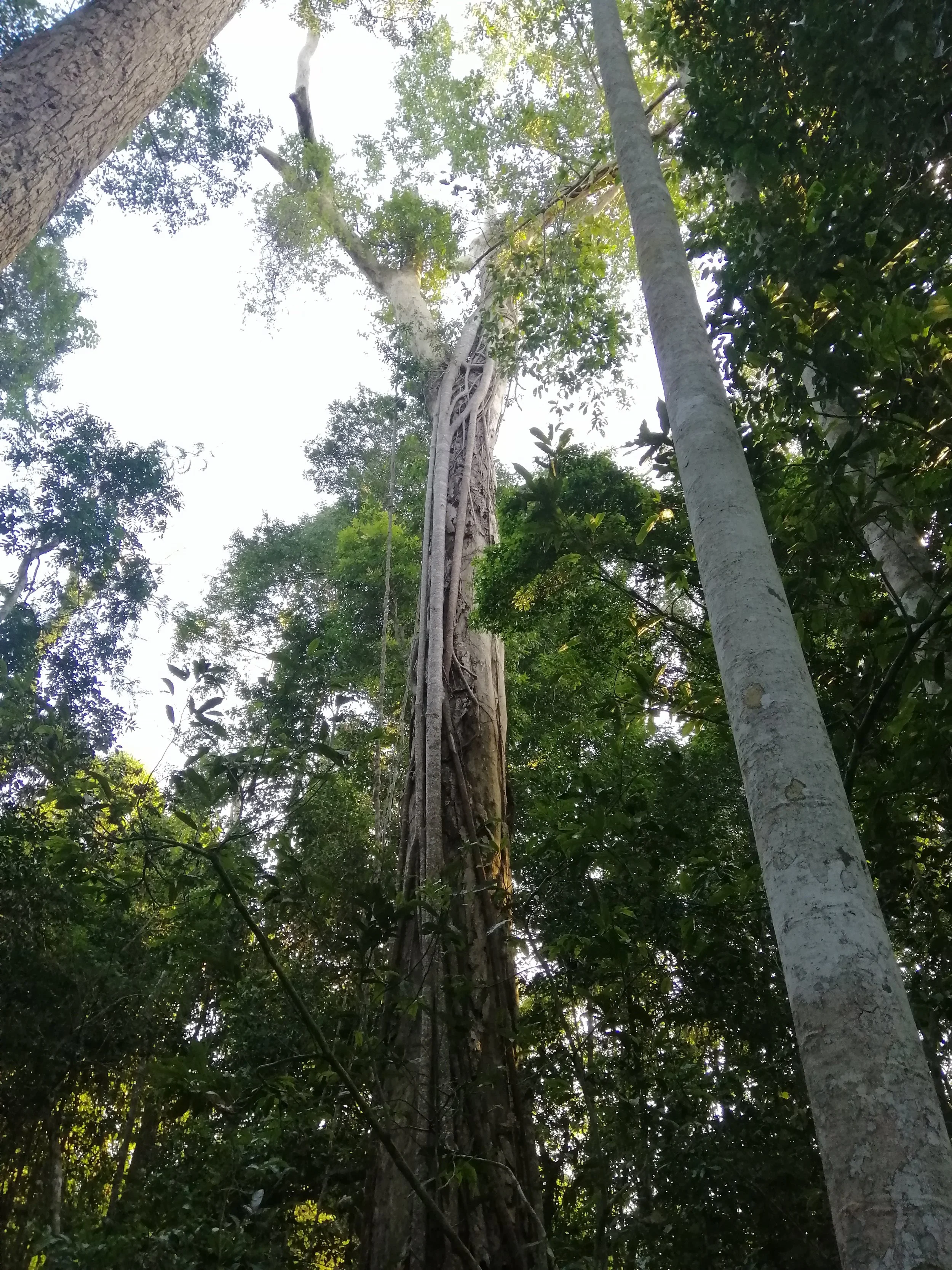 Tropical Rain Forest is thickly wooded forest ranging from 400 to 1,000 m above sea level, covering 94.88 sq km or 4.3% of the entire area. Most trees are of the Hopea or Pterocarpus genus, with tall trunks of 30-50m, with medium-sized and smaller pl
