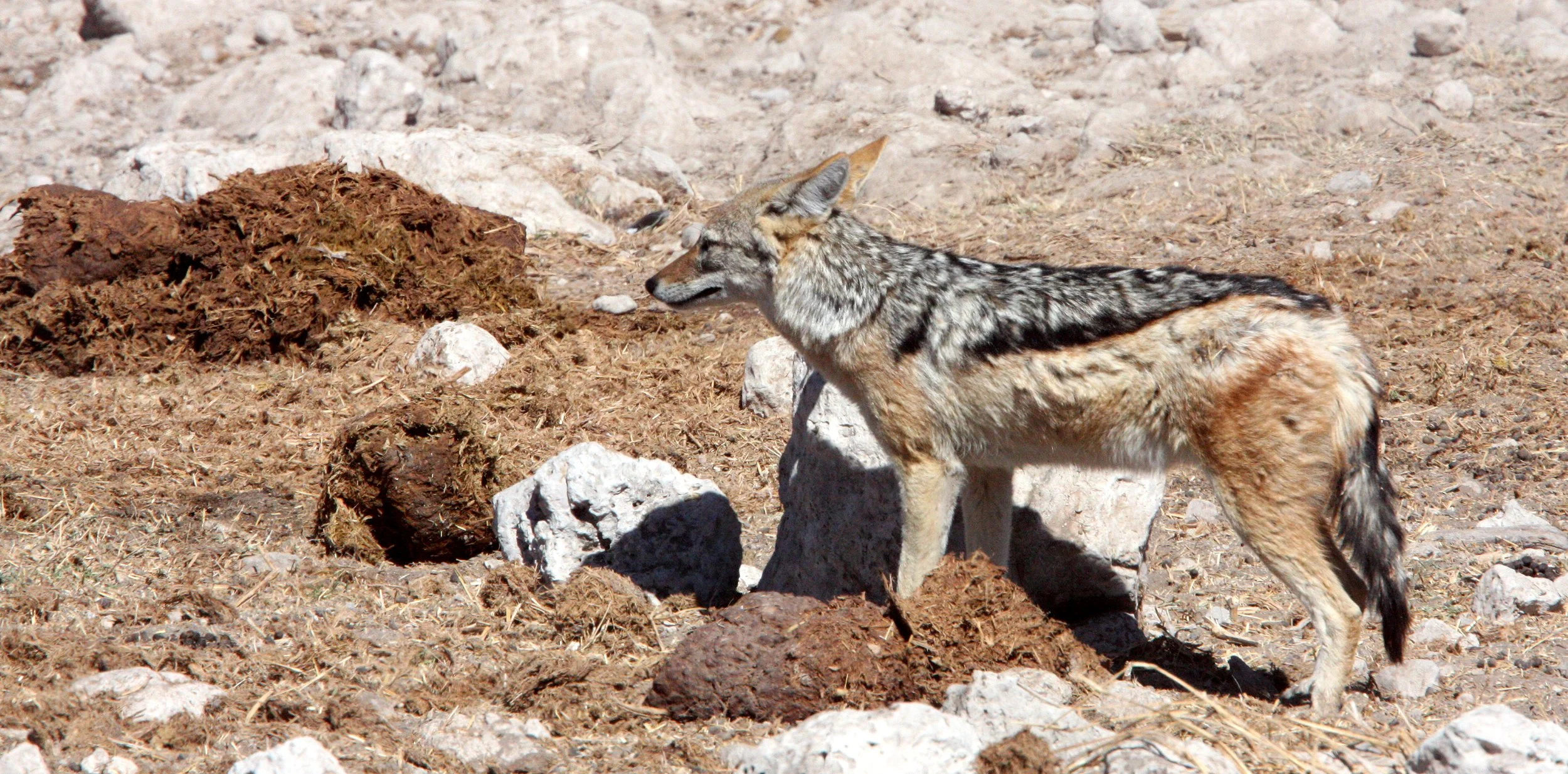 JACKAL - Lupulella mesomelas mesomelas - CAPE BLACK-BACKED JACKAL - ETOSHA NATIONAL PARK NAMIBIA (13).JPG