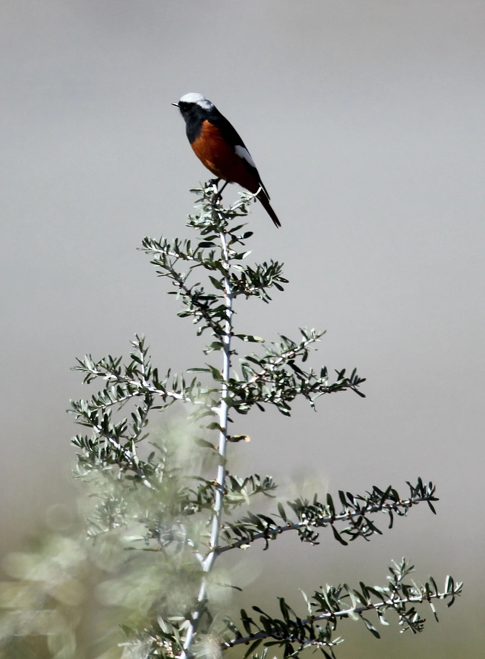 BIRD - REDSTART - WHITE-WINGED REDSTART - HEMIS NATIONAL PARK - LADAKH INDIA - JAMMU & KASHMIR NEAR ULLEY VALLEY (9).JPG