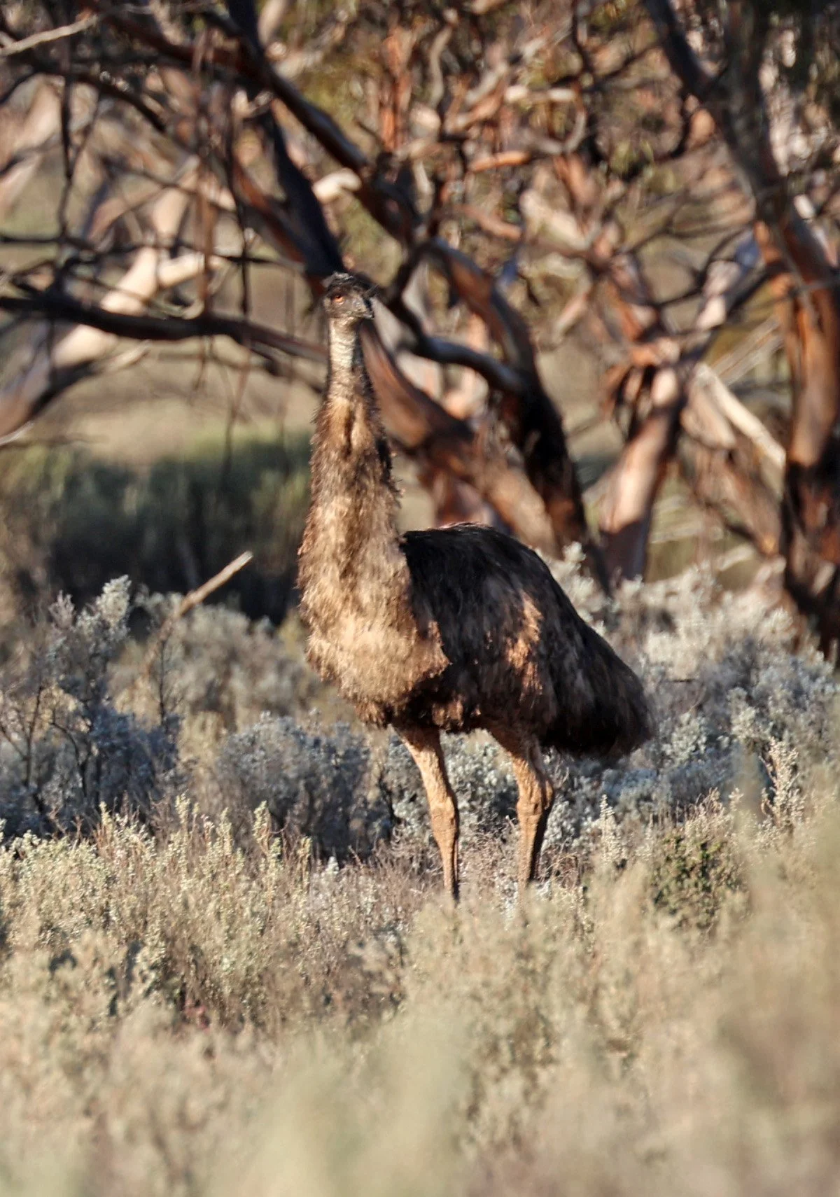Emu (Dromaius novaehollandiae) Goyder Highway toward Warren Gorge - South Australia (43).jpg