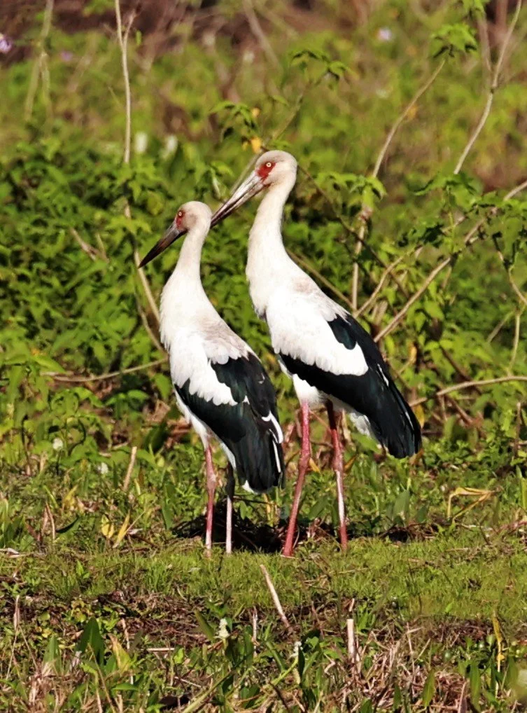 Stork - Maguari Stork - Ciconia maguari - Pantanal - Mato Grosso, Transpantaneira M-060 (5).JPG