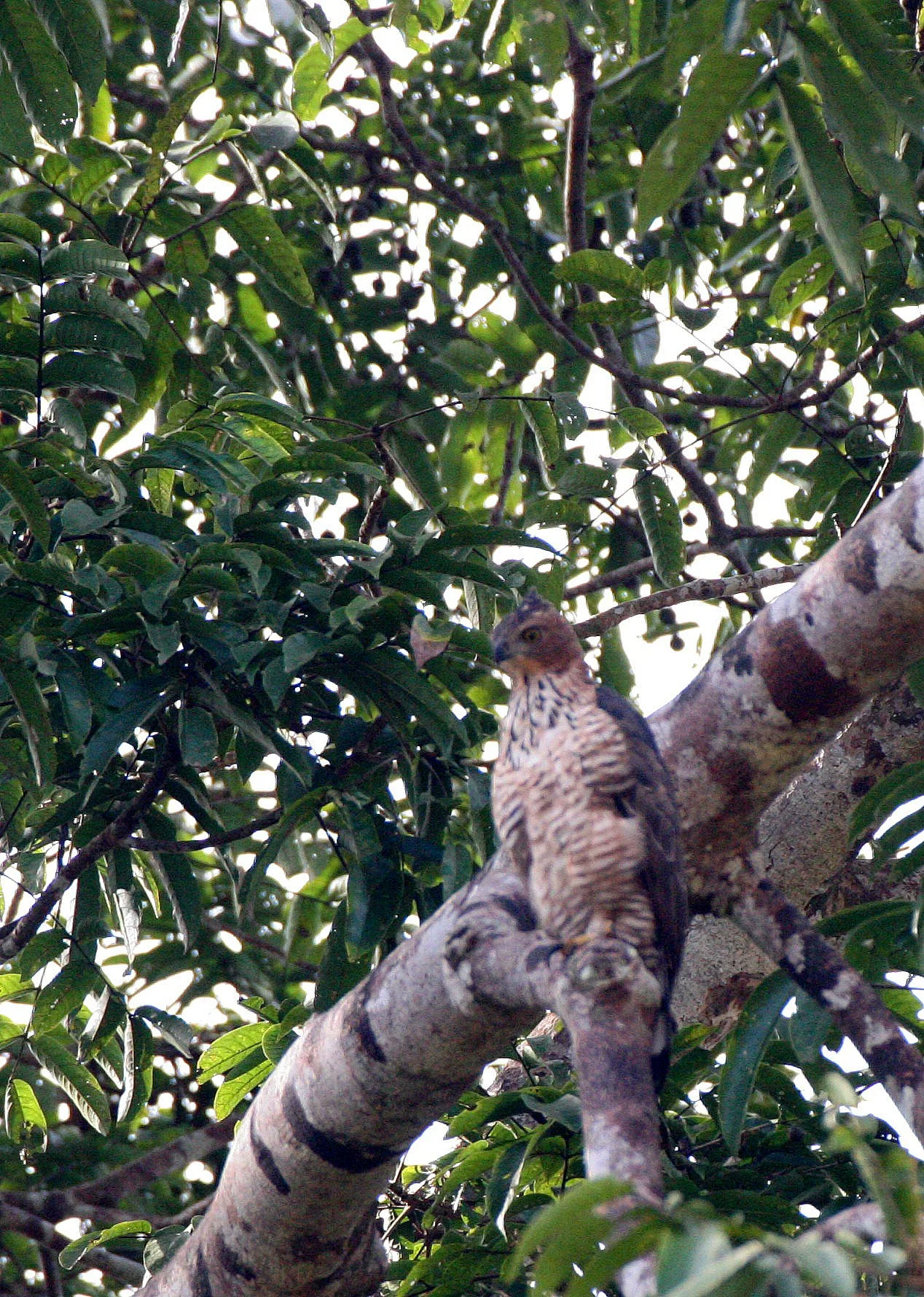 Nisaetus nanus - WALLACE'S HAWK-EAGLE - KINABATANGAN RIVER BORNEO (1).JPG