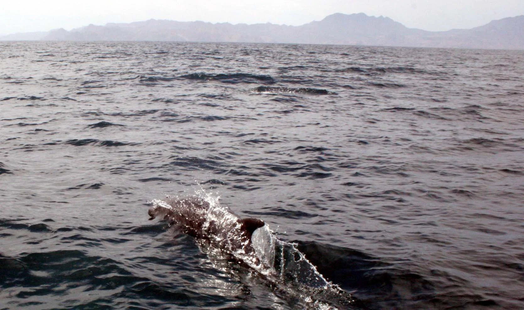 CETACEAN - DOLPHIN - BOTTLENOSE DOLPHIN - BAHIA DE LORETO BAJA MEXICO (11).JPG