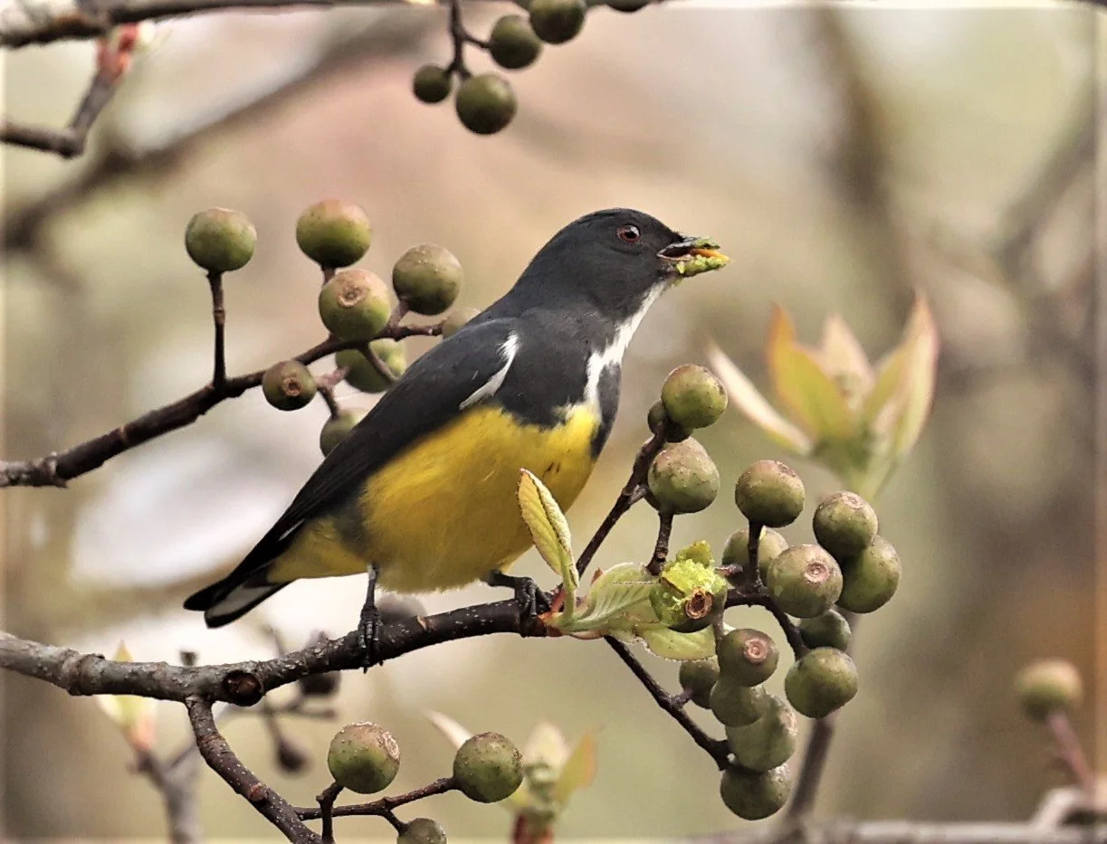 FLOWERPECKER - YELLOW-BELLIED FLOWERPECKER - Dicaeum melanozanthum - DOI INTHANON NP CHIANG MAI, DEC 2021 (23).JPG