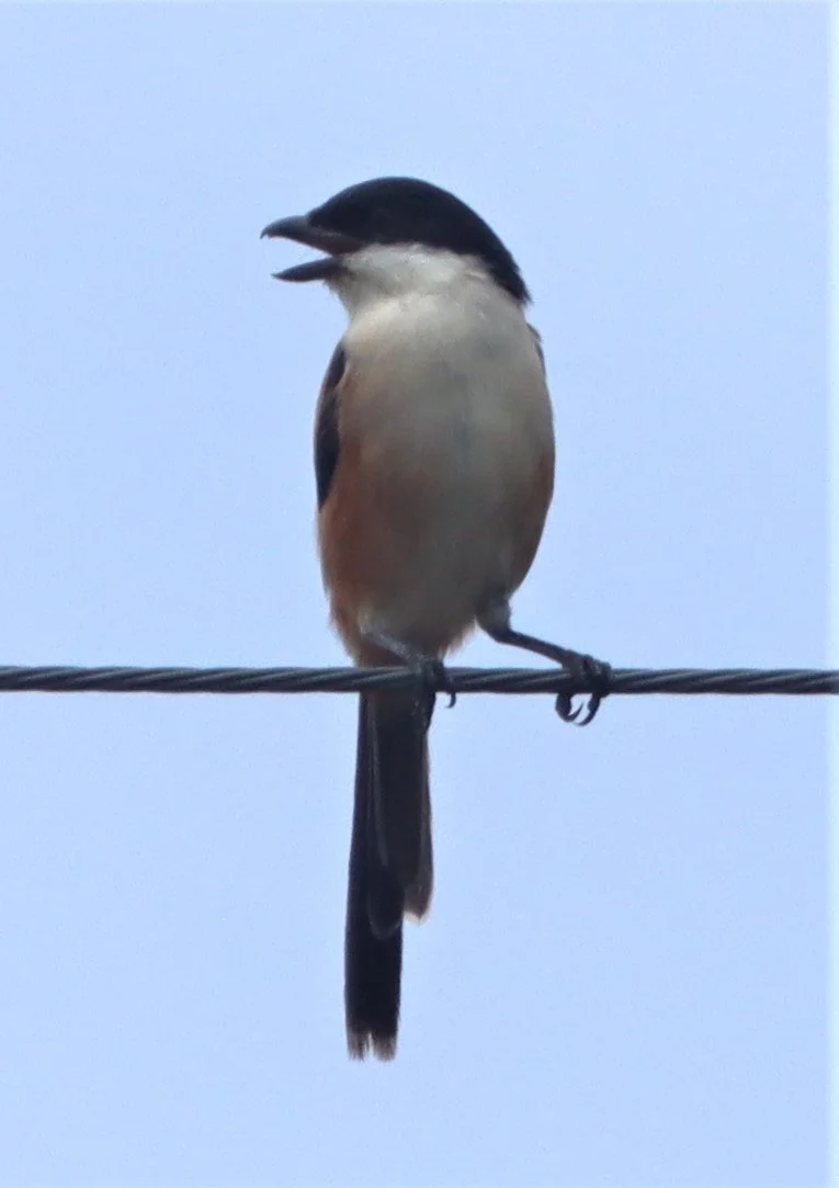 Long-tailed Shrike (Lanius schach) Doi Lang Doi Pha Hom Pok Chiang Mai (12).jpg