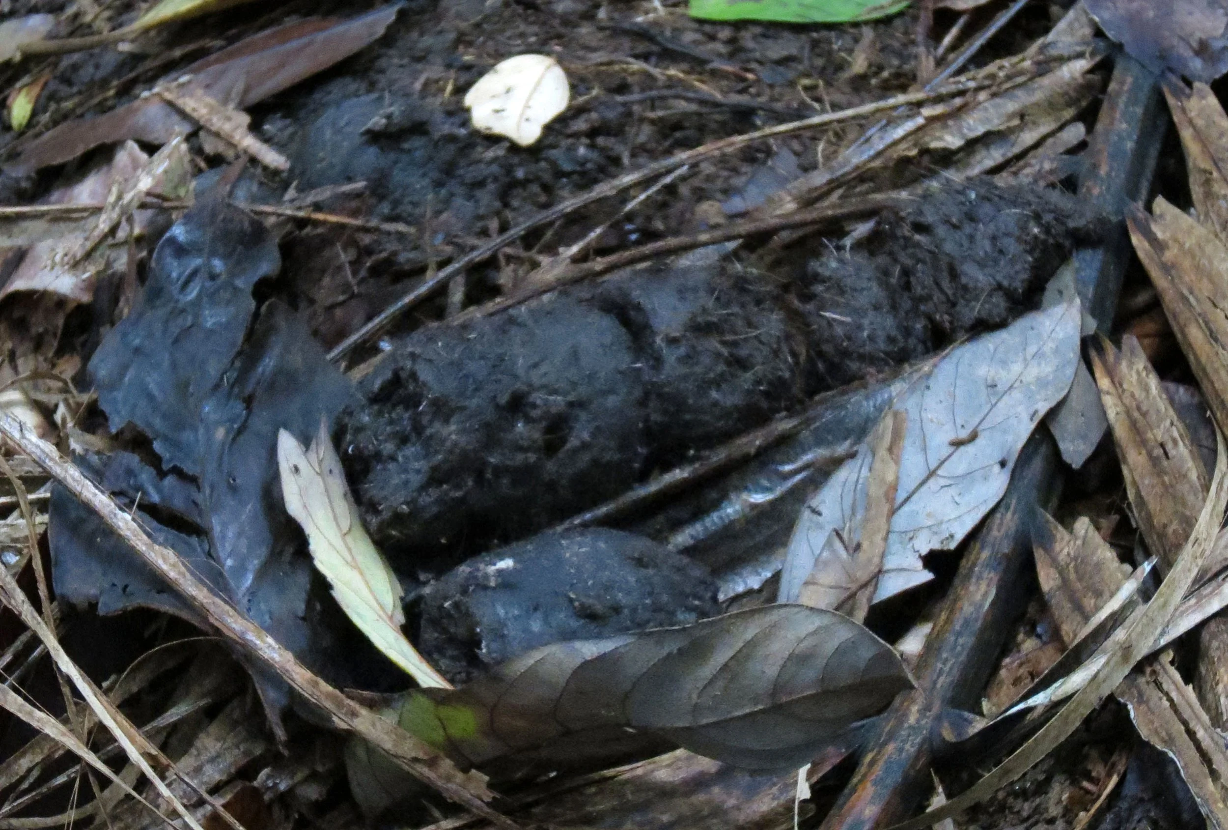 Panthera pardus melas - JAVAN LEOPARD SCAT - UJUNG KULON NATIONAL PARK JAVA BARAT INDONESIA (3).JPG