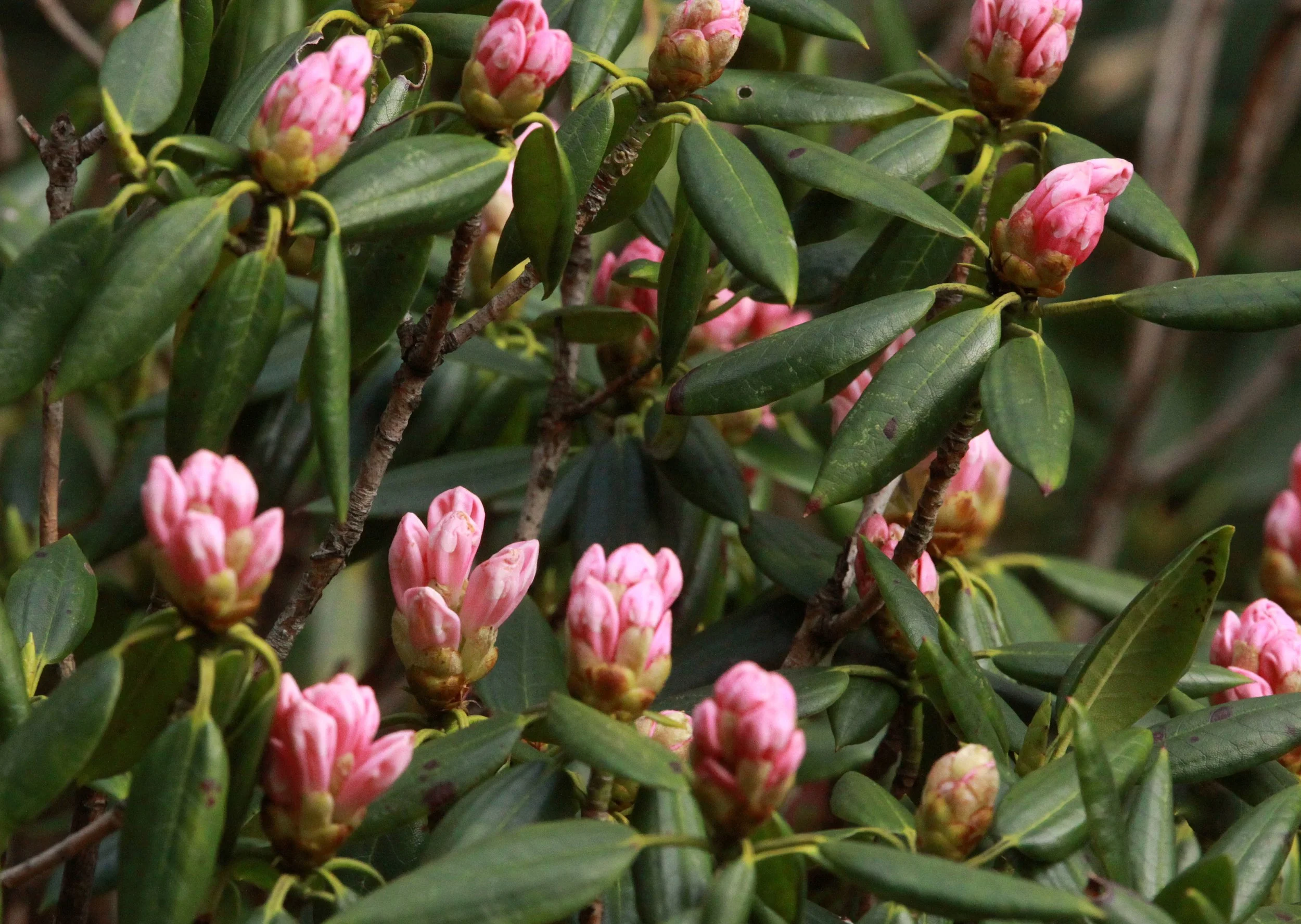 HUANGSHAN NATIONAL PARK ANHUI PROVINCE CHINA (280).JPG
