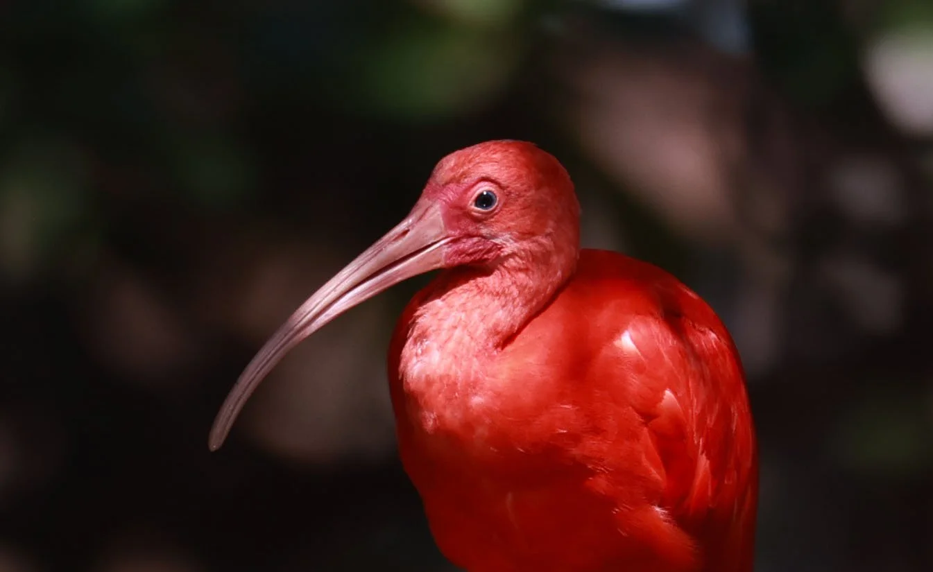 Ibis - Scarlet Ibis - Eudocimus ruber - 29 Songkaow Cafe, Chachoengsao Thailand (331).jpg