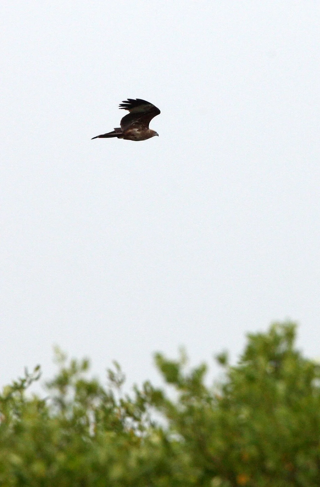 Circus spilonotus - EASTERN MARSH HARRIER -  PETCHABURI PROVINCE, PAK THALE.JPG