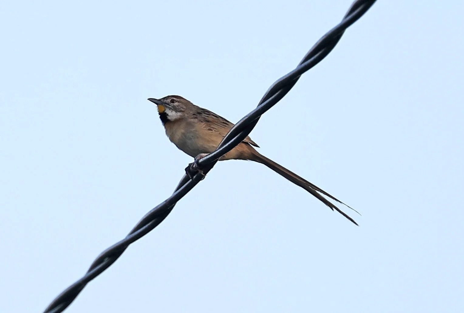 Chotoy Spinetail (Schoeniophylax phryganophilus) Hotel Iparoma Campestre Paraguay