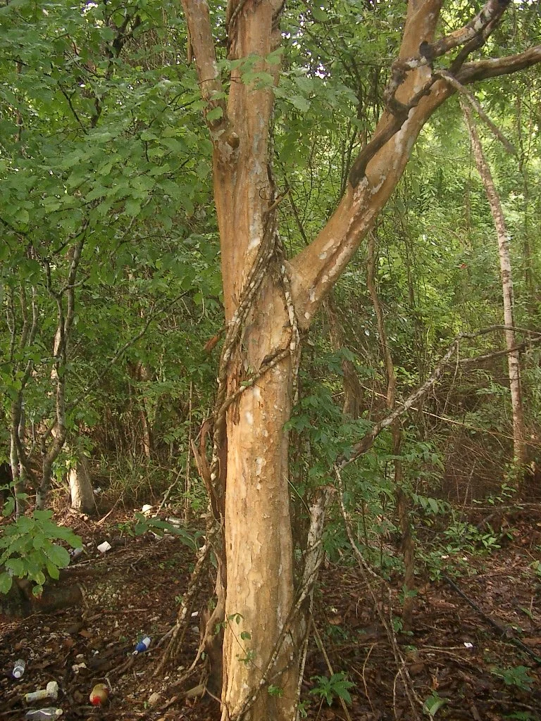 KOH LANTA - PROPERTY - 2004 (5).JPG