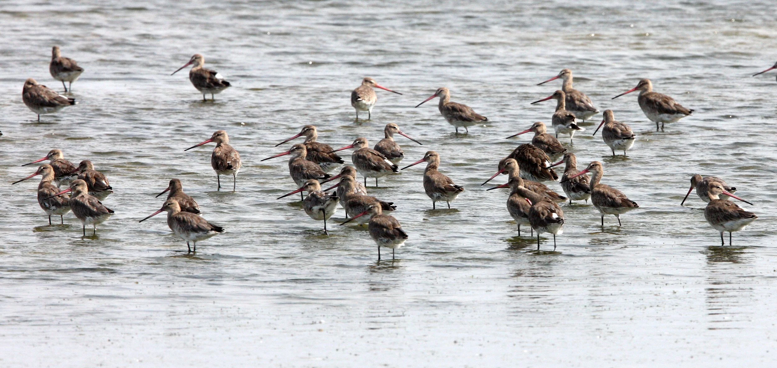 BIRD - GODWITS -  BLACK-TAILED GODWITS - PETCHABURI PROVINCE, PAK THALE, THAILAND (3).JPG