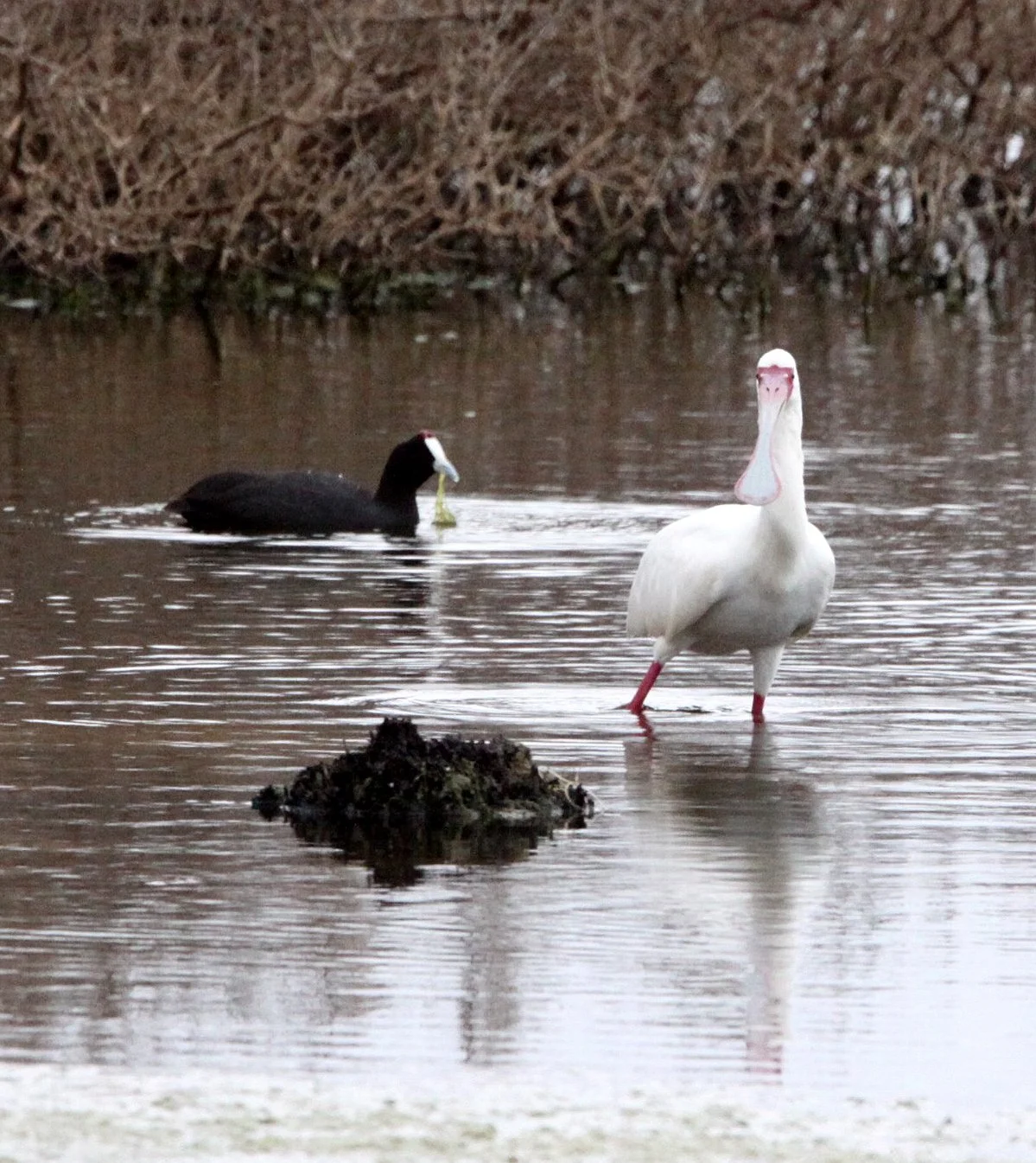 SPOONBILL - AFRICAN SPOONBILL - Platalea alba - DE HOOP RESERVE SOUTH AFRICA (7).JPG