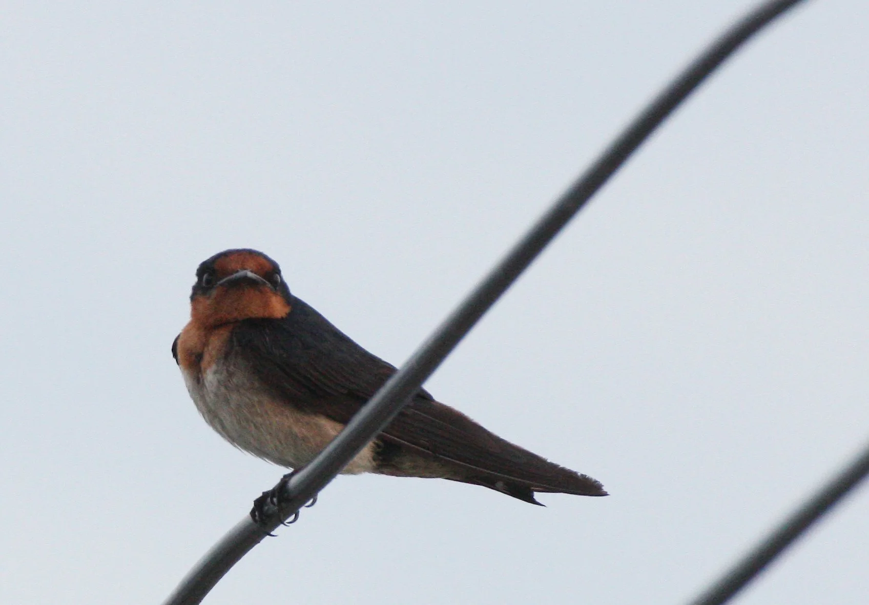 Pacific Swallow (Hirundo tahitica) Pak Nakhon Thailand (12).JPG