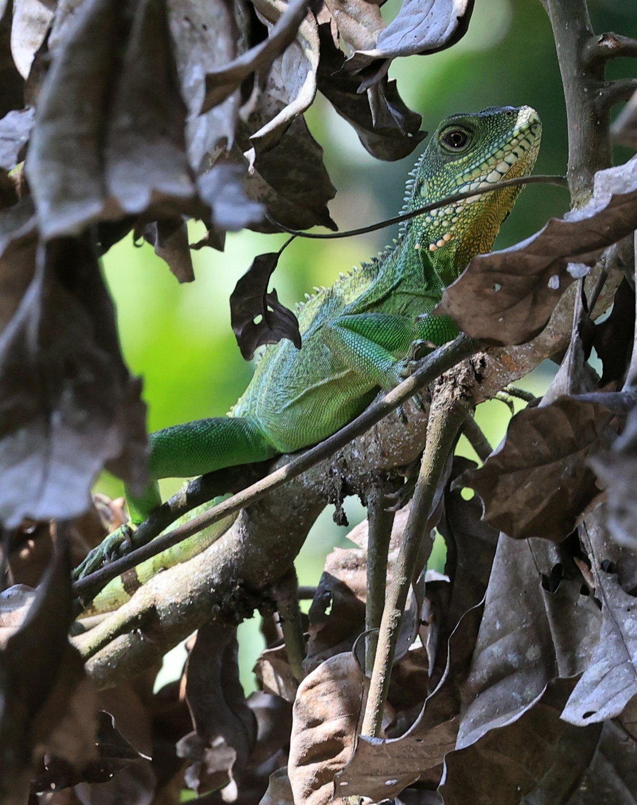 Chinese Water Dragon (Physignathus cocincinus) Khao Yai National Park Feb 2026 Day 4 (6).jpg