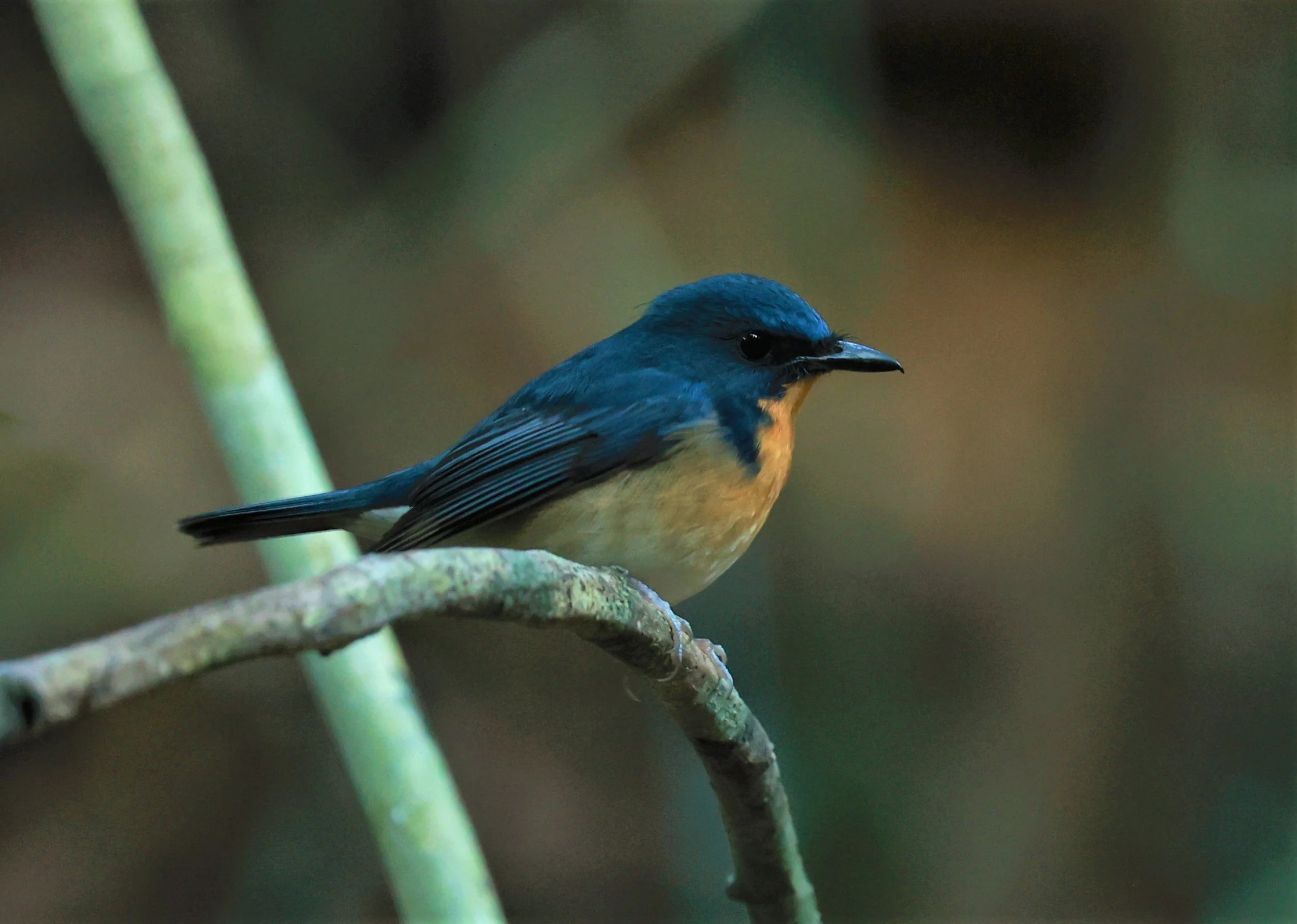 FLYCATCHER - LARGE BLUE FLYCATCHER - Cyornis magnirostris - Si Phang Nga National Park, Thailand Feb 18-19, 2023 (27).jpg