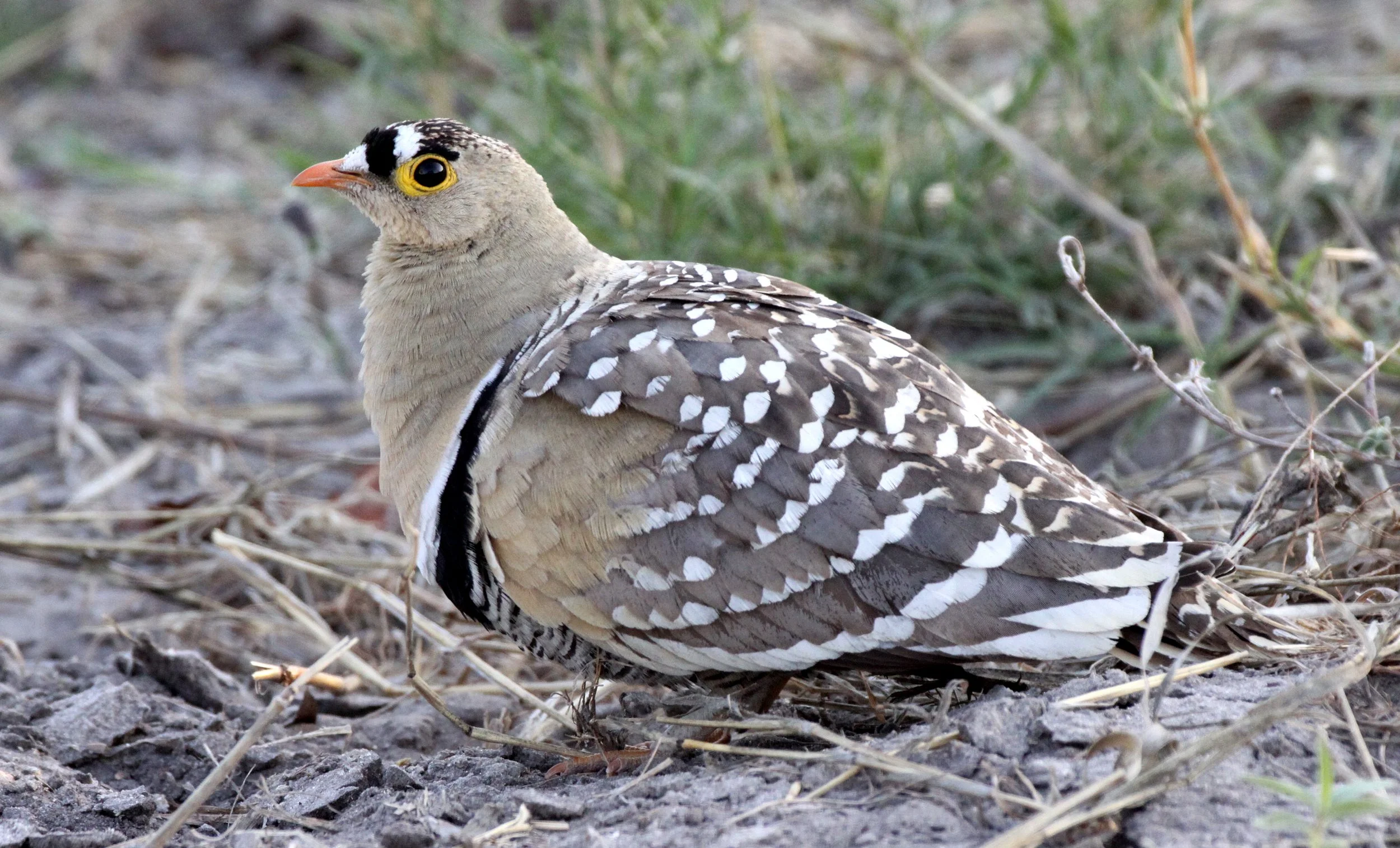 Double-banded Sandgrouse (Pterocles bicinctus) Khwai Camp Okavango Botswana (9).JPG