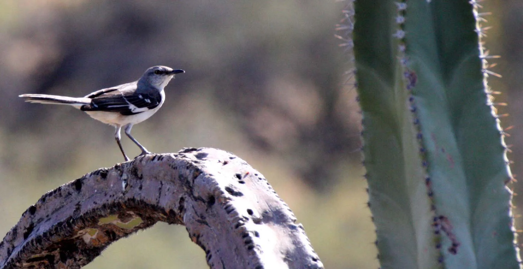 Northern Mockingbird (Mimus polyglottos) Catavina Desert Baja Mexico (12).JPG