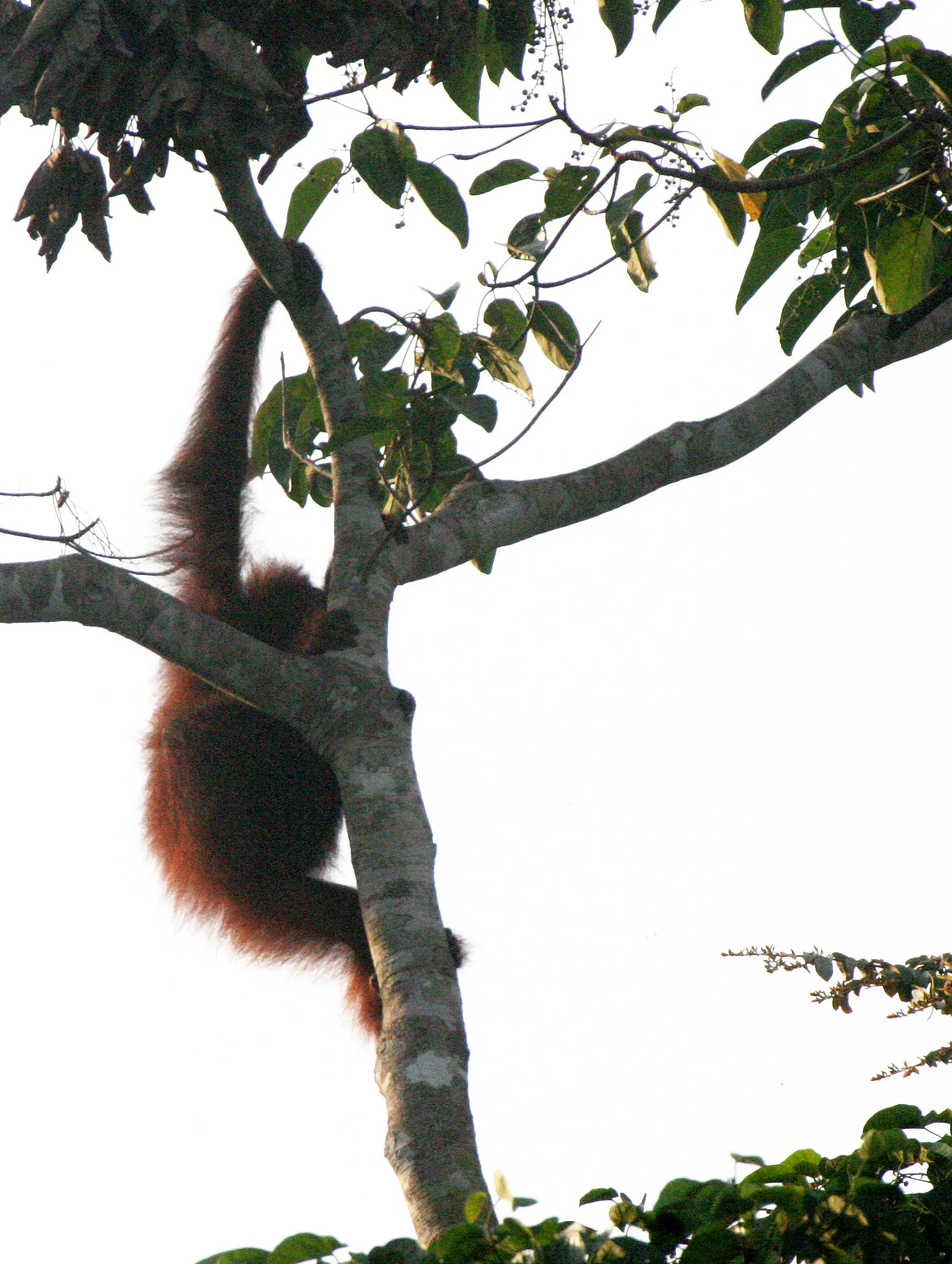 HOMINIDAE - Pongo pygmaeus morio - TABIN WILDLIFE RESERVE BORNEO (16).JPG