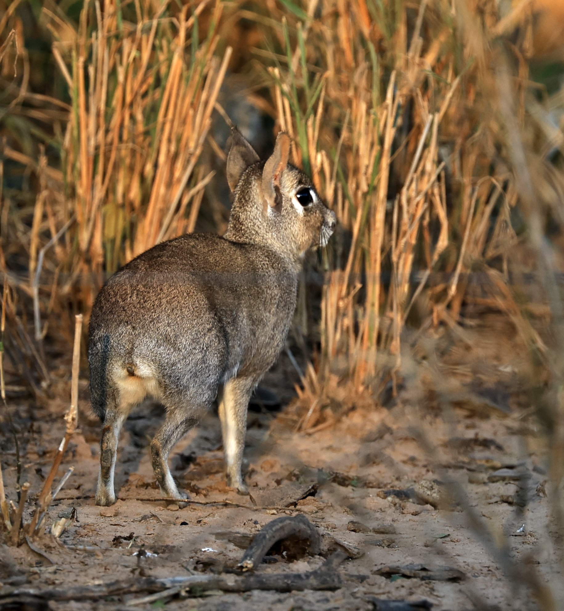 Chacoan Mara (Dolichotis salinicola) Aurora Chaquena Reserve, Neuland Mennonite Colony Paraguay (39).jpg