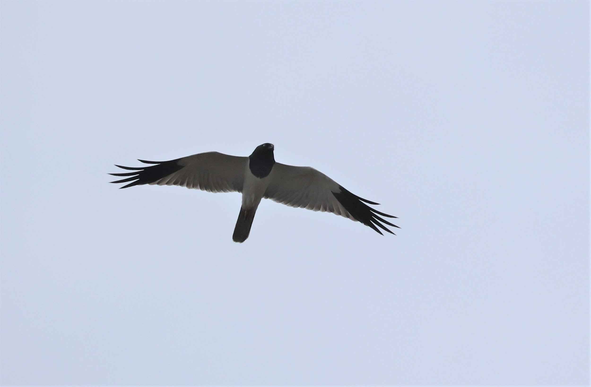 HARRIER - PIED HARRIER - Circus melanoleucos - YONOK CHIANG SAEN CHIANG RAI - ROOST Feb 2022 (64).jpg