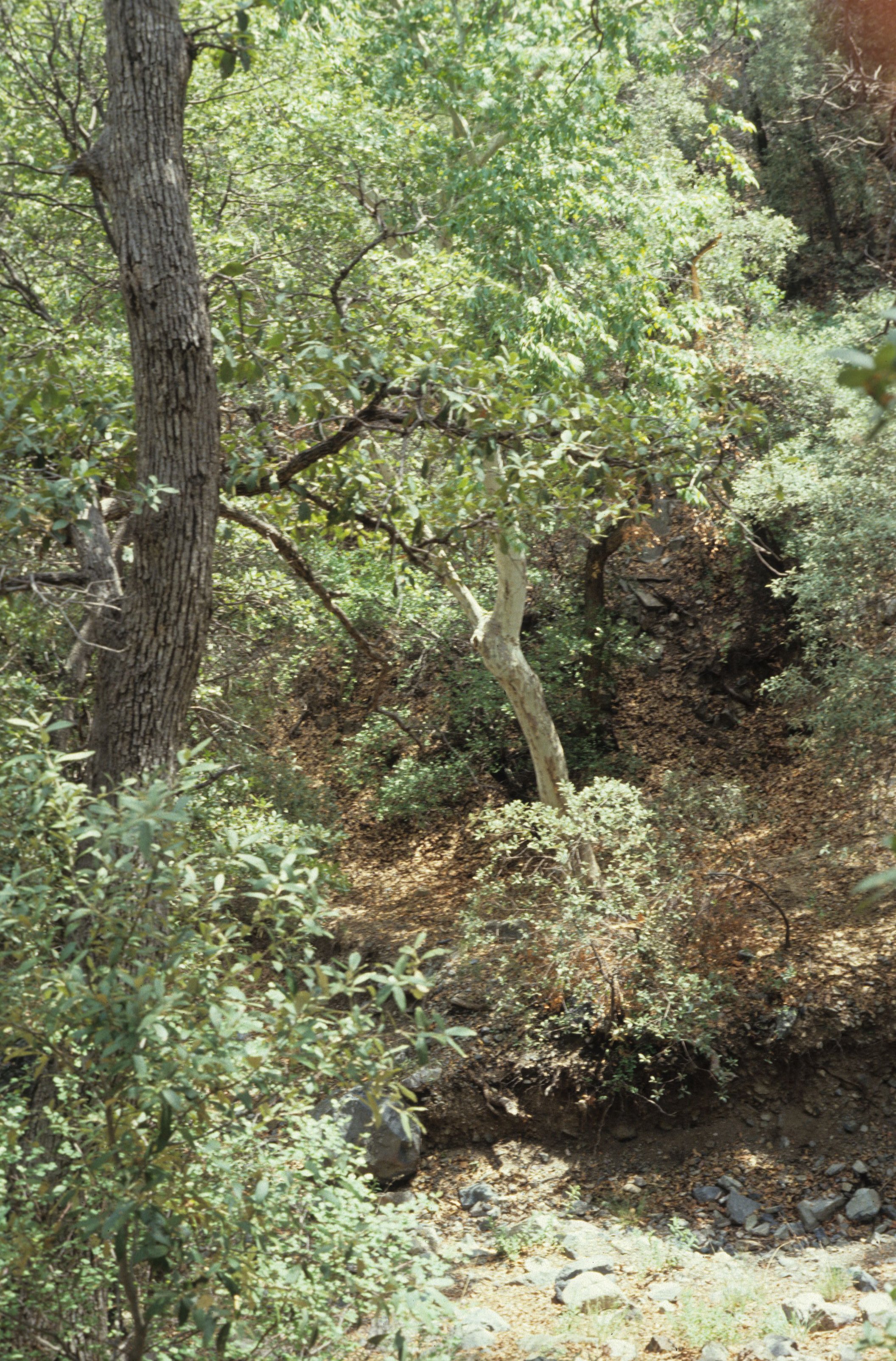 ARIZONA - MADERA CANYON - QUERCUS SPECIES B.jpg