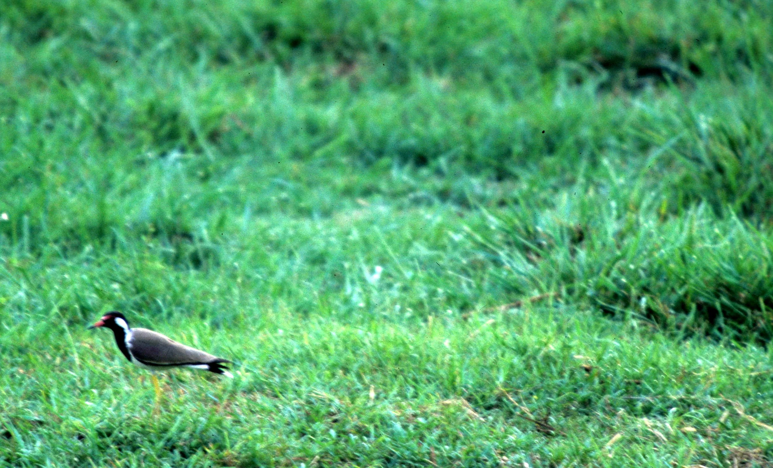 BIRD - LAPWING - RED-WATTLED LAPWING - KALEODEO INDIA.jpg