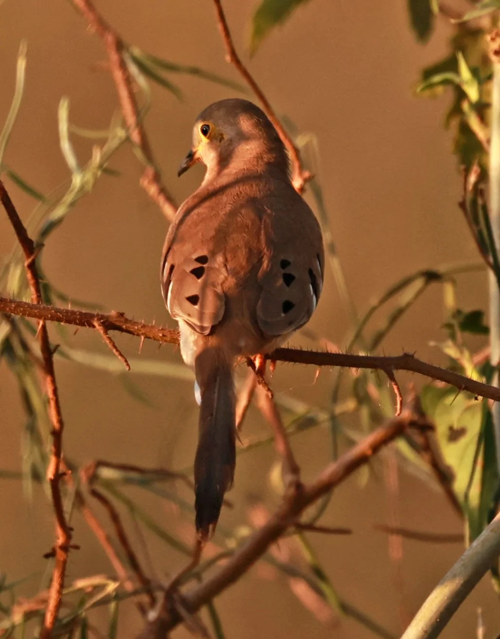 Long-tailed Ground-Dove (Uropelia campestris) Pantanal, Pouso Alegre Lodge, Brazil (6).jpg