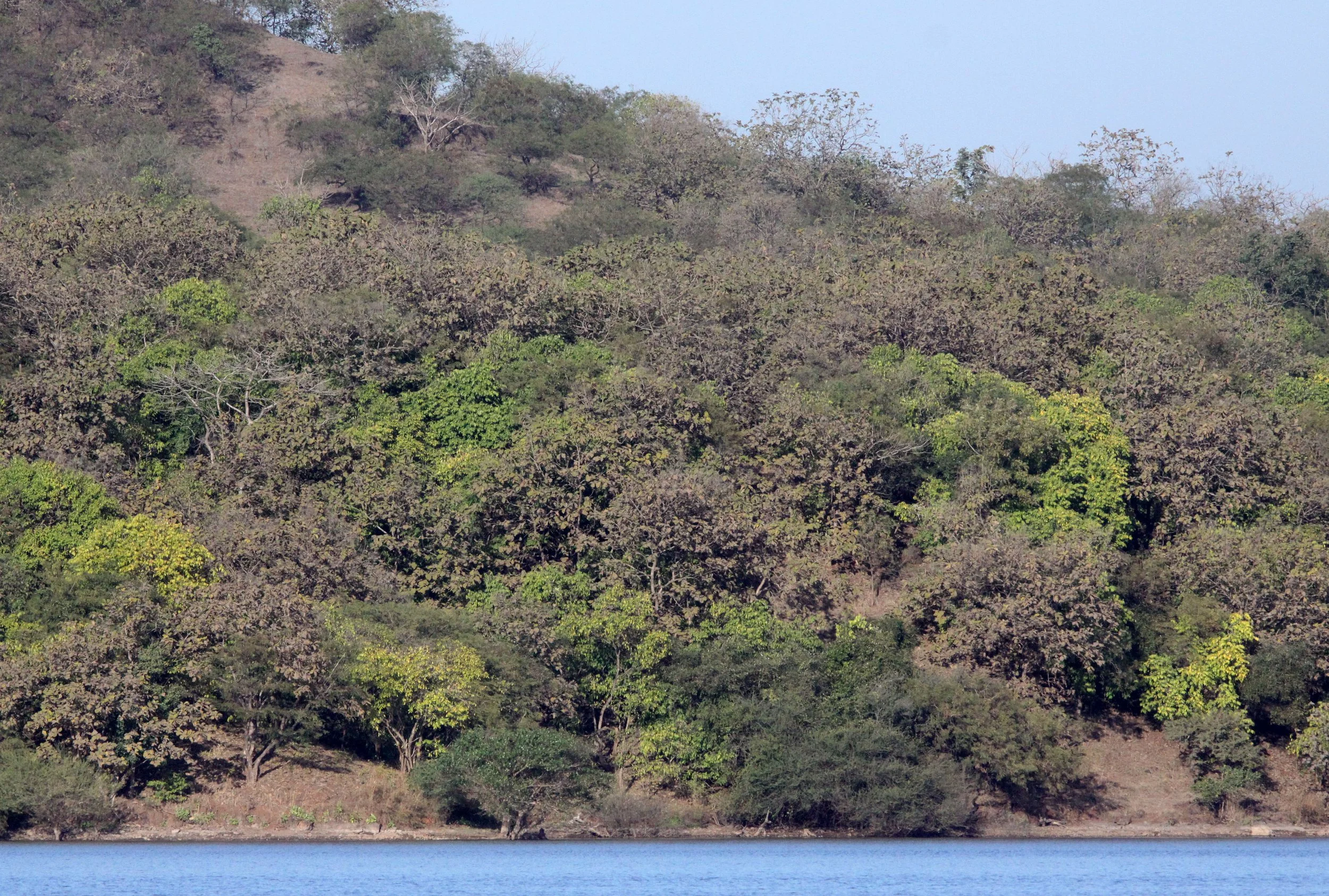 GUJARAT - GIR FOREST GUJARAT INDIA (9).JPG