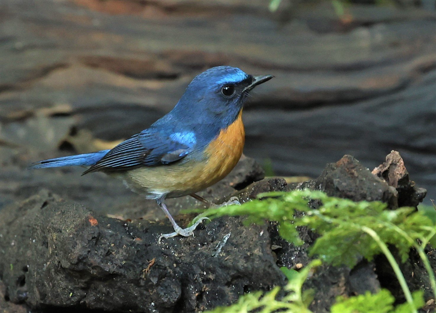 FLYCATCHER - CHINESE BLUE FLYCATCHER - Cyornis glaucicomans - PETCHABURI PROVINCE - NUY HIDE NEAR KAENG KRACHAN JAN 2022 (3).jpg